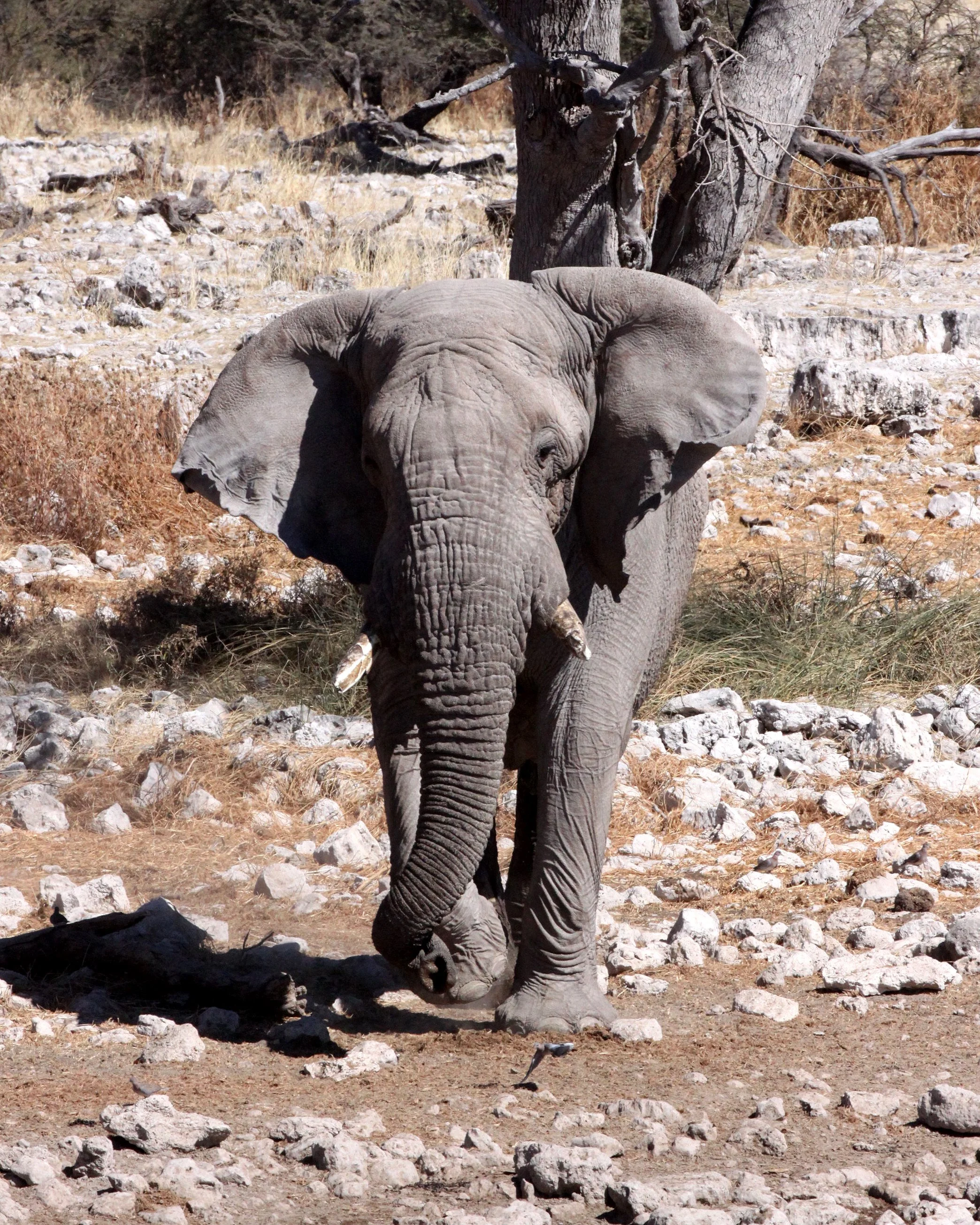 ELEPHANT - AFRICAN ELEPHANT - ETOSHA NATIONAL PARK NAMIBIA (117).JPG