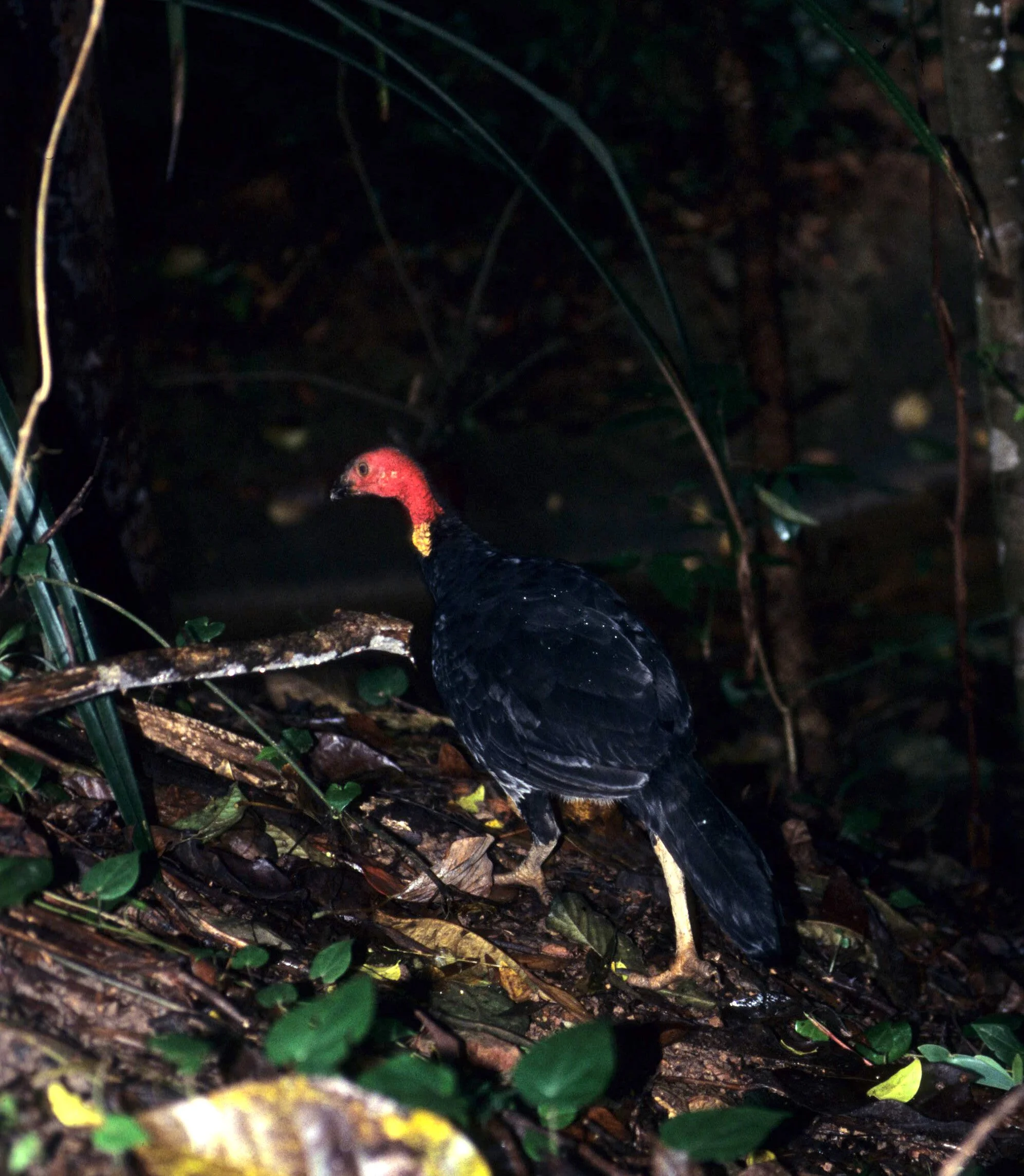 BIRD - AUSTRALIAN BUSH TURKEY - CAPE YORK AUSTRALIA (4).jpg