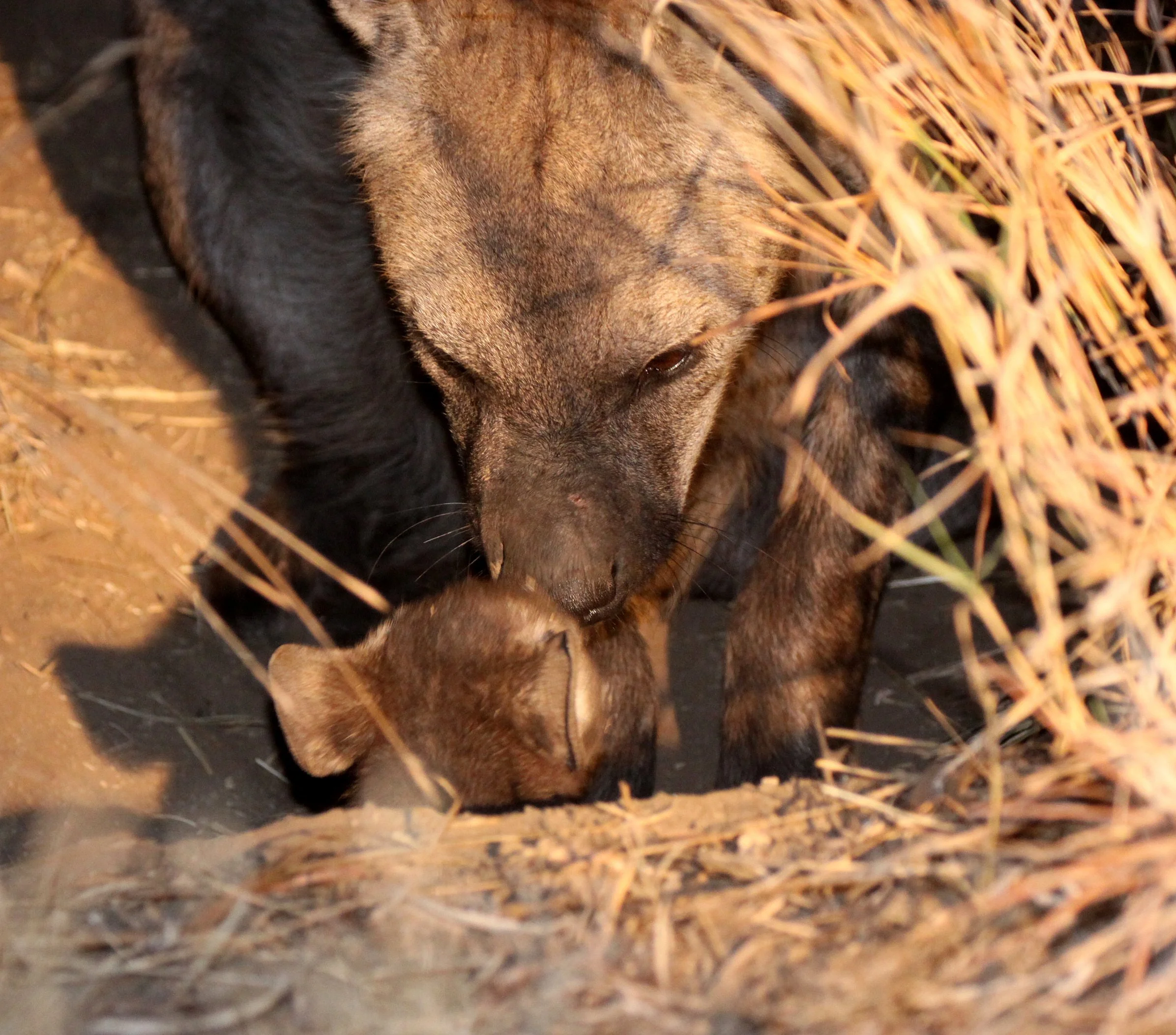 Crocuta crocuta - SPOTTED HYENA - KRUGER NATIONAL PARK SOUTH AFRICA (8).JPG