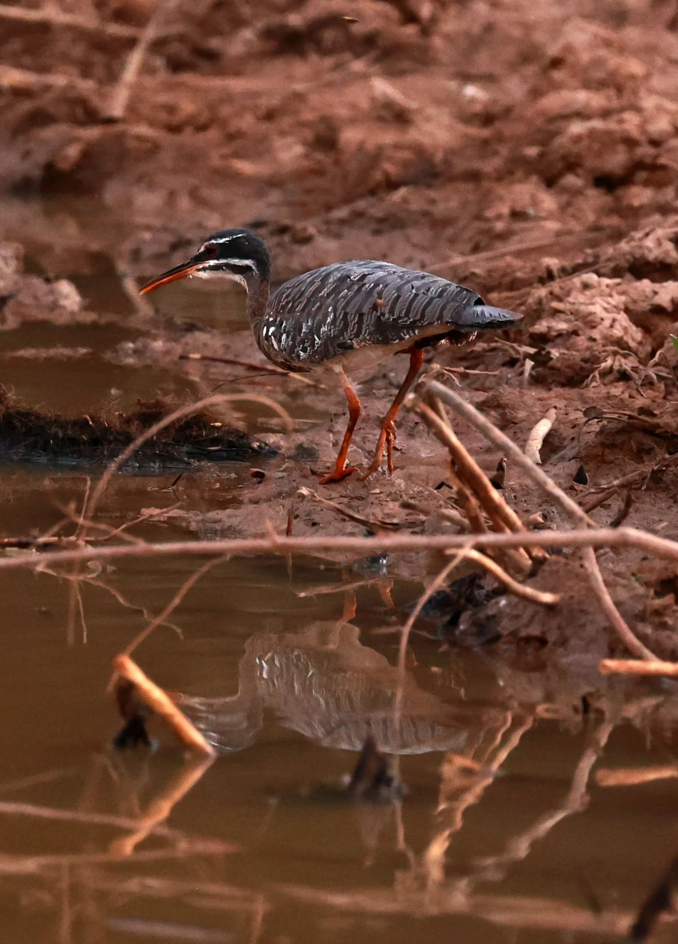 Sunbittern - Eurypyga helias - Pantanal, Pouso Alegre Lodge, Brazil (7).jpg