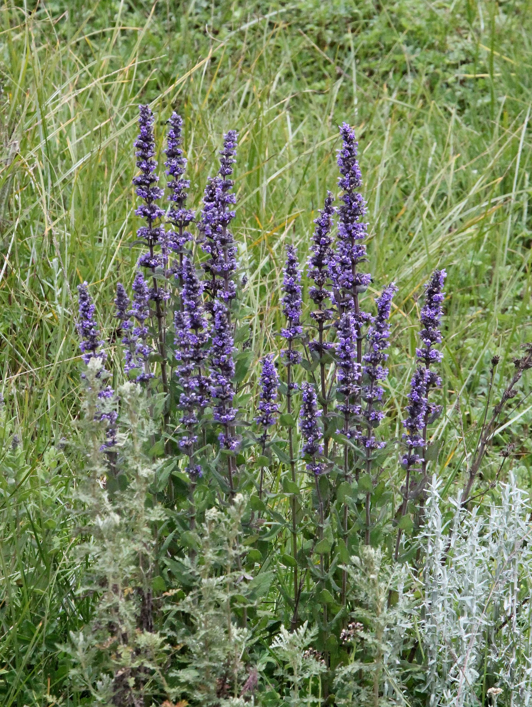 BALE MOUNTAINS NATIONAL PARK ETHIOPIA (375).JPG
