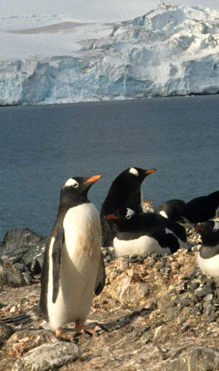 Gentoo Penguin (Pygoscelis papua) Antarctic Peninsula scanned slides 1996 (11).jpg