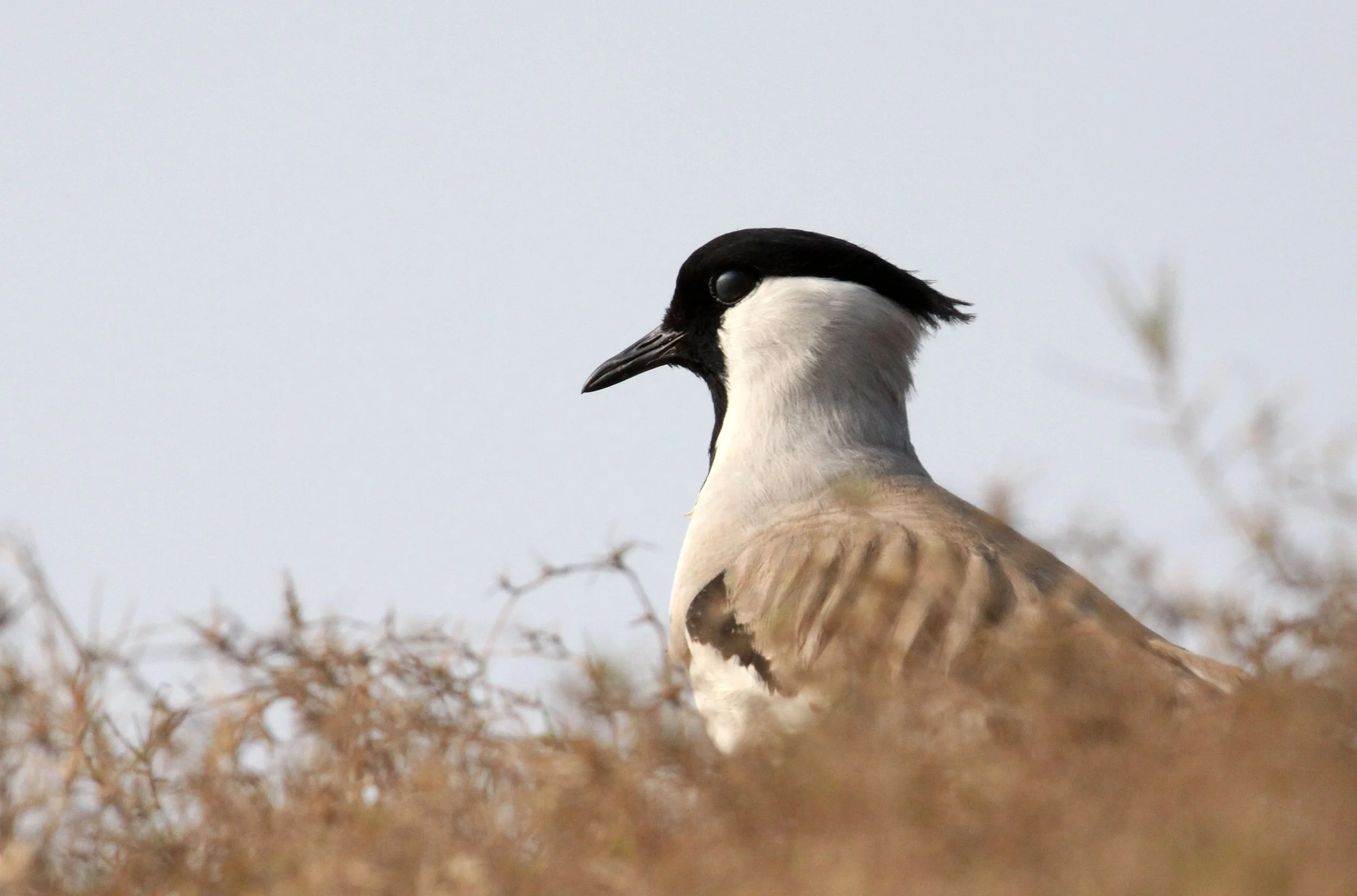 LAPWING - RIVER LAPWING - Vanellus duvaucelii - CHAMBAL SANCTUARY INDIA (2).JPG