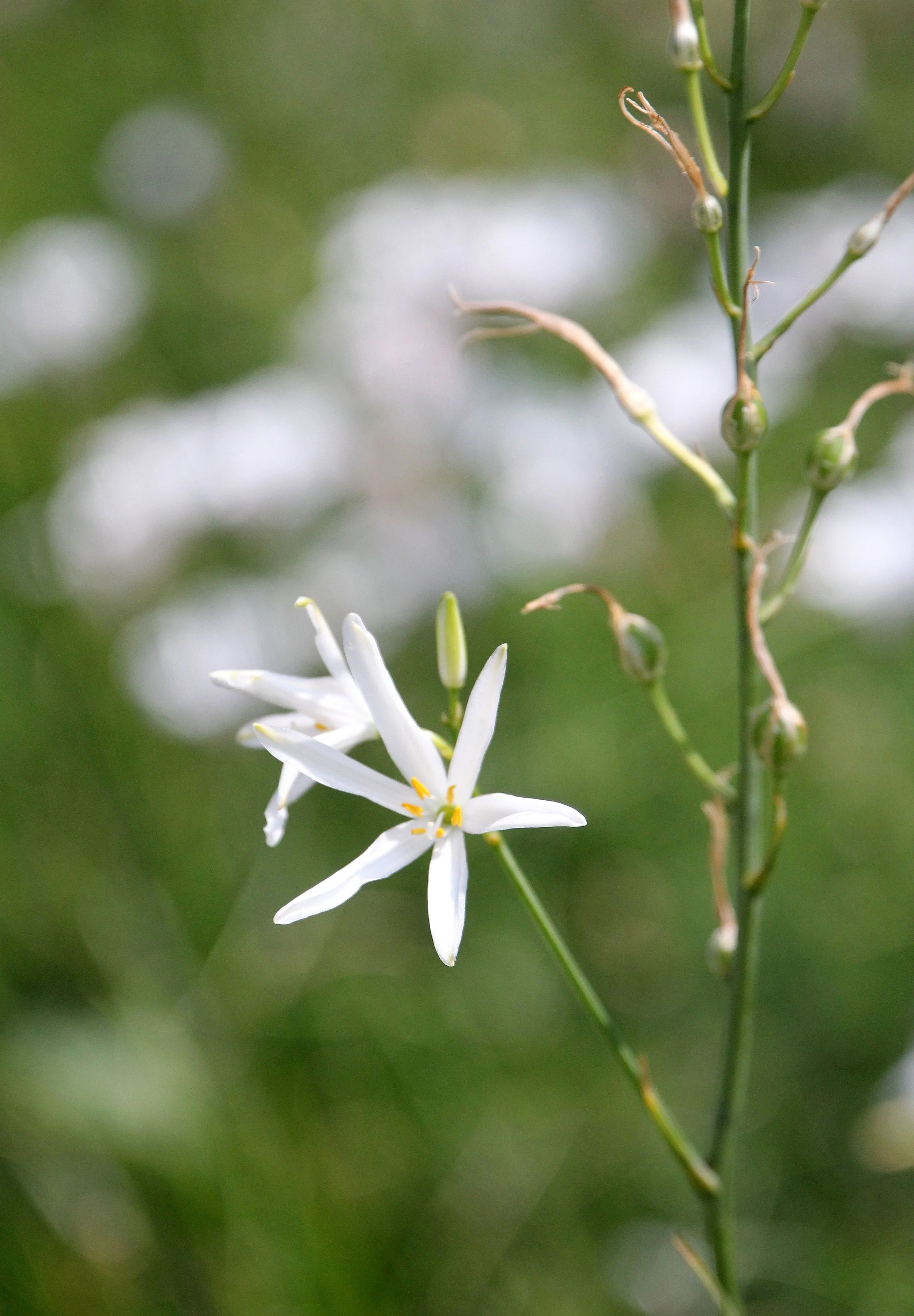 VERCORS NATIONAL PARK FRANCE (43).JPG