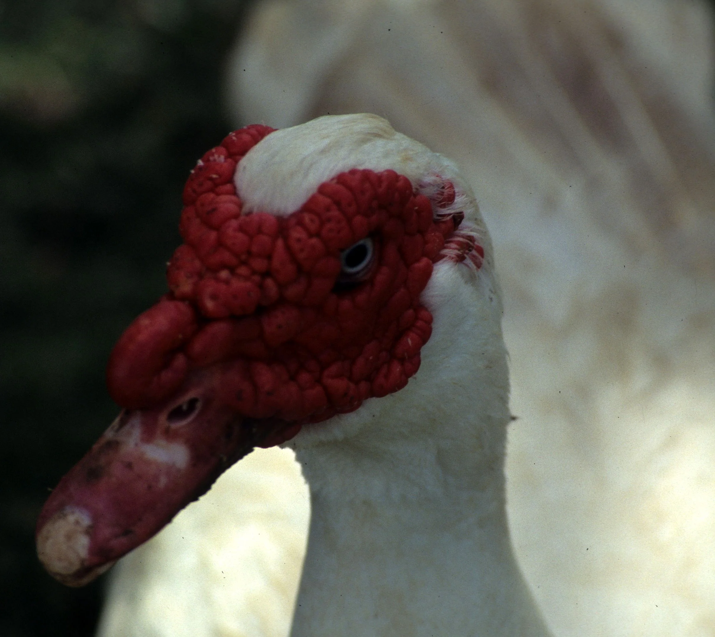 BIRD - DUCK - MUSCOVY DUCK.jpg