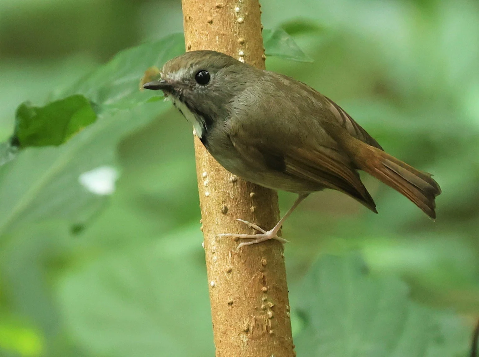 FLYCATCHER - WHITE-GORGETED FLYCATCHER - Anthipes monileger - DOI PHA HOM POK NP DOI LANG EAST FEB 2022 (25).jpg