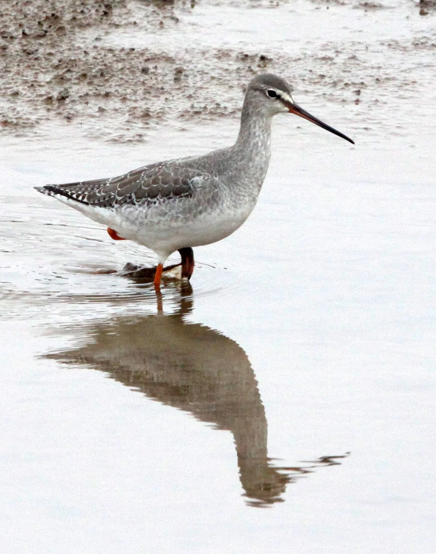 BIRD - REDSHANK - SPOTTED REDSHANK - TRINGA ERYTHROPUS - NANJI HILL RESERVE POYANG LAKE, JIANGXI PROVINCE, CHINA (4).JPG