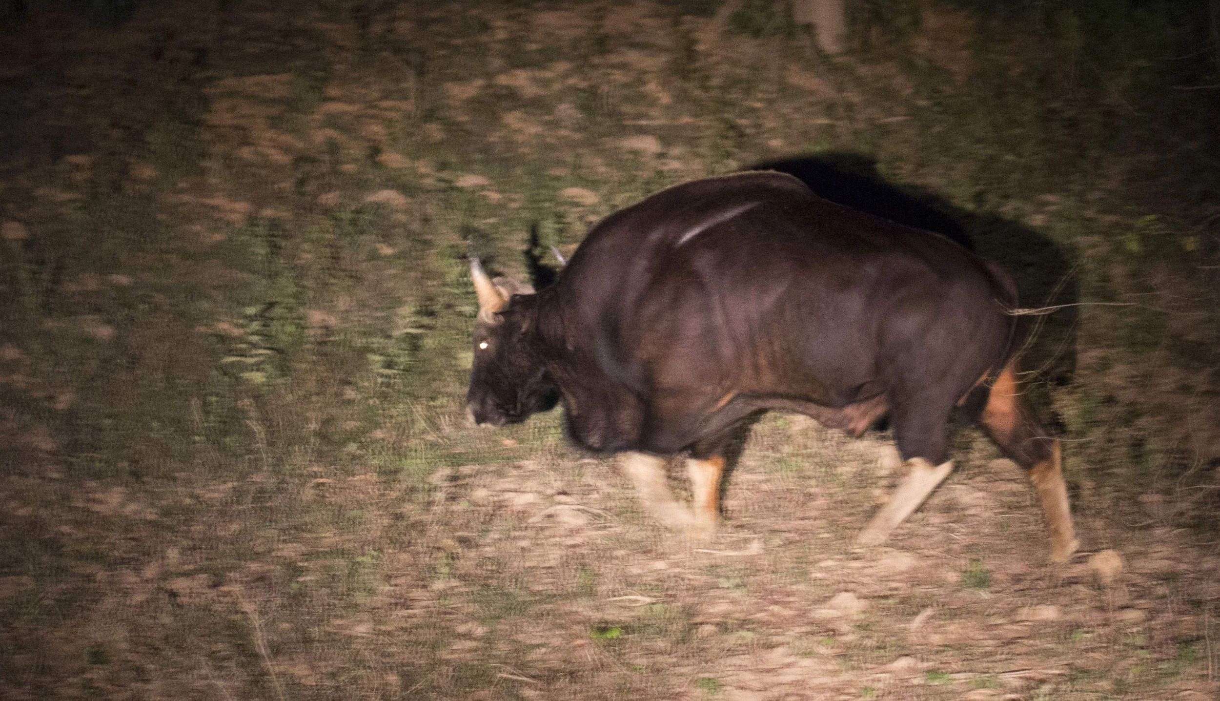 GAUR - SOUTHEAST ASIAN GAUR - Bos gaurus laosiensis - KHAO PANG MA NONHUNTING AREA THAILAND RAW (189).jpg