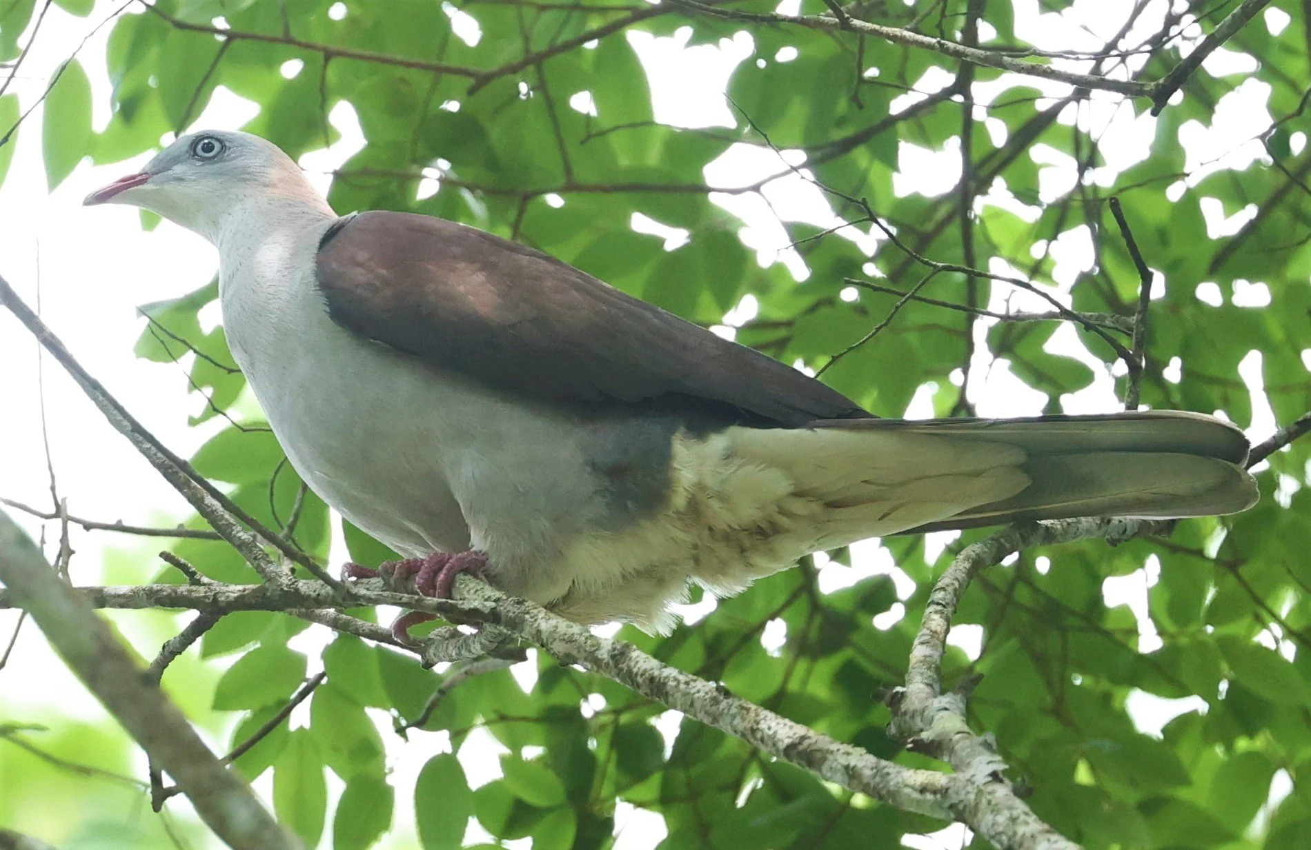 Mountain Imperial-Pigeon (Ducula badia) KhaoYai NP Thailand (10).jpg