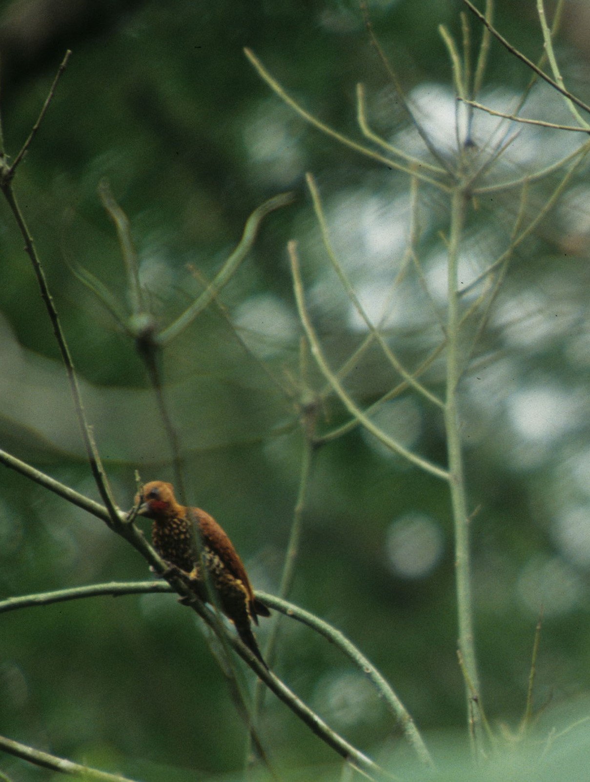 BIRD - WOODPECKER - CINNAMON - PANAMA F.jpg