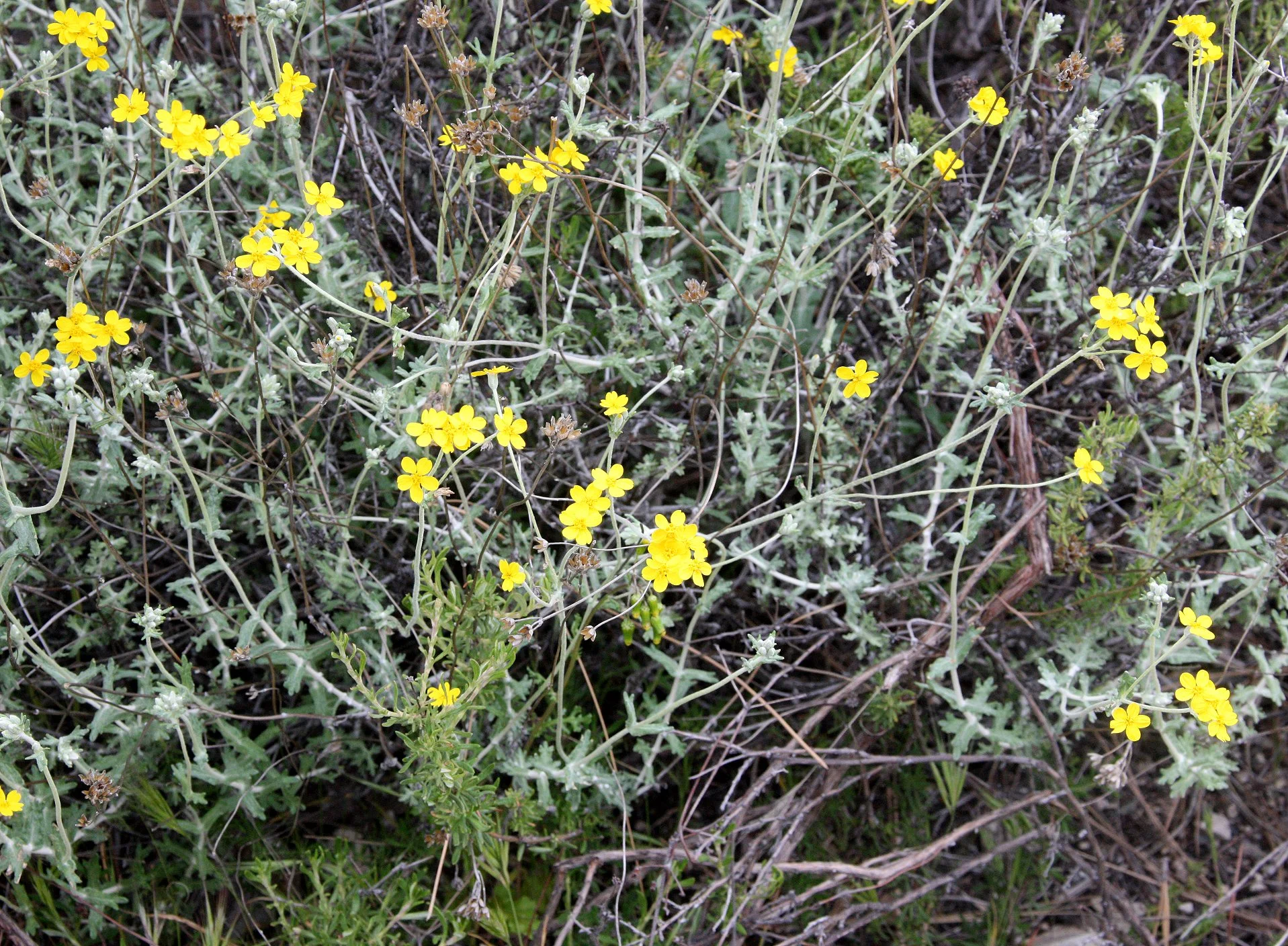PLANT SPECIES - PINNACLES NATIONAL MONUMENT CALIFORNIA (22).JPG