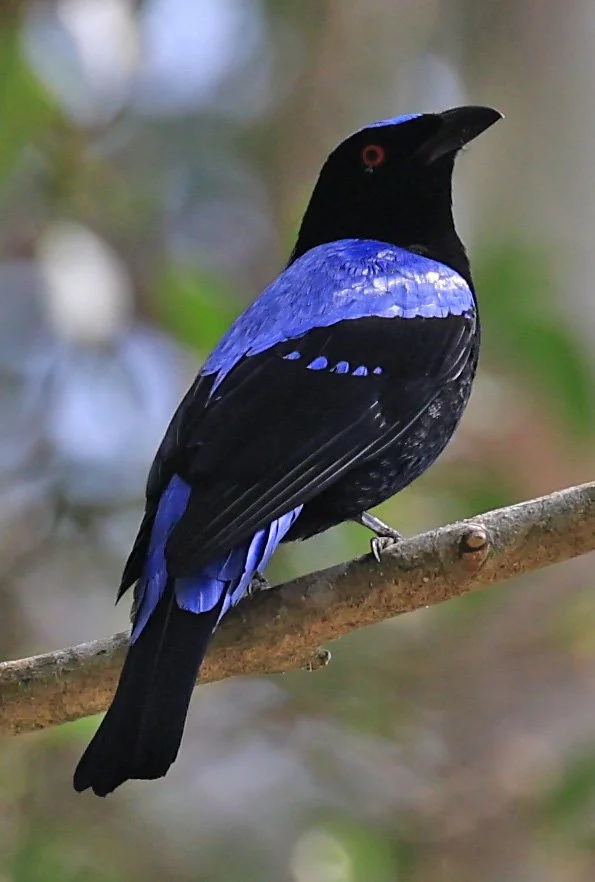 Asian Fairy-bluebird (Irena puella) Khao Yai National Park Feb 2026 Day 2 (23).jpg