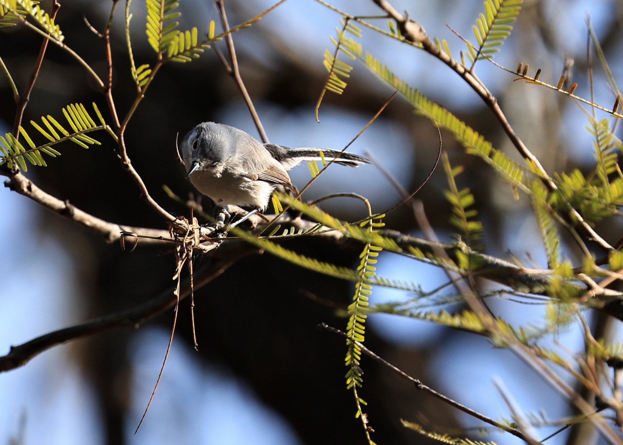 Masked Gnatcatcher (Polioptila dumicola) Aurora Chaquena Reserve, Neuland Mennonite Colony Paraguay (19).jpg