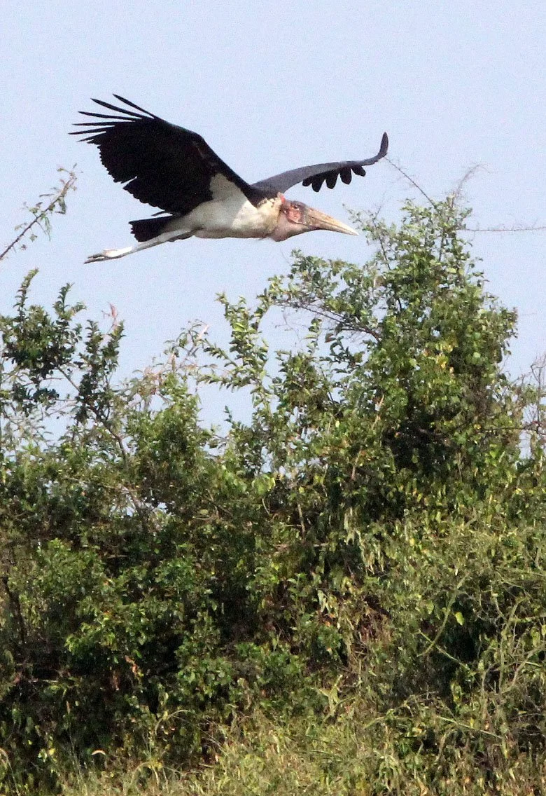 STORK - MARABOU STORK - Leptoptilos crumenifer - QUEEN ELIZABETH NATIONAL PARK UGANDA (4).JPG