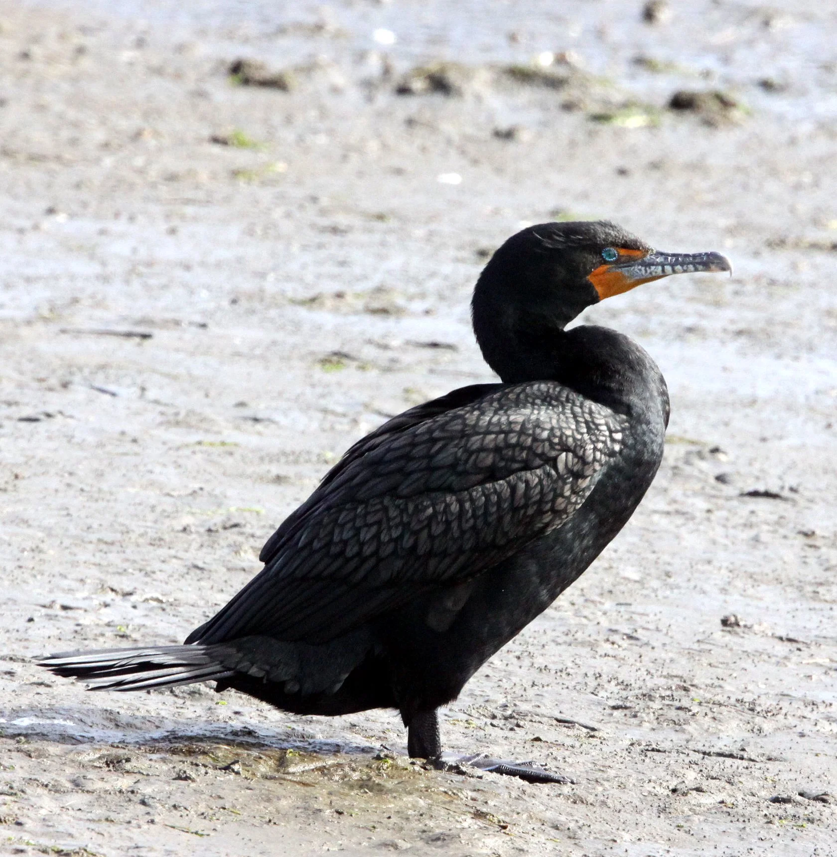 Nannopterum auritum - Double-crested Cormorant - Elkhorn Slough, California (3).JPG
