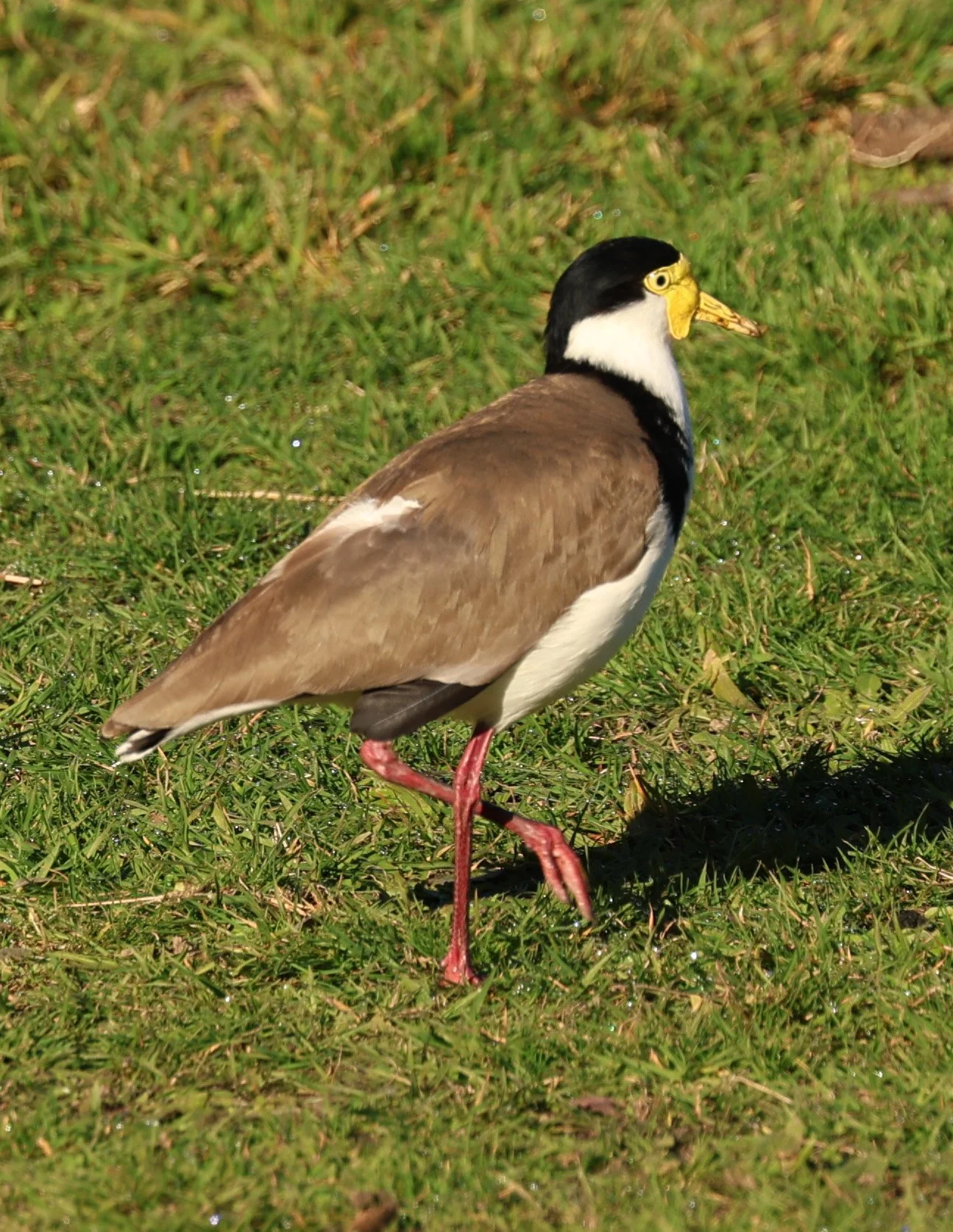 Masked Lapwing (Vanellus miles) Bruny Island - Tasmania (7).jpg