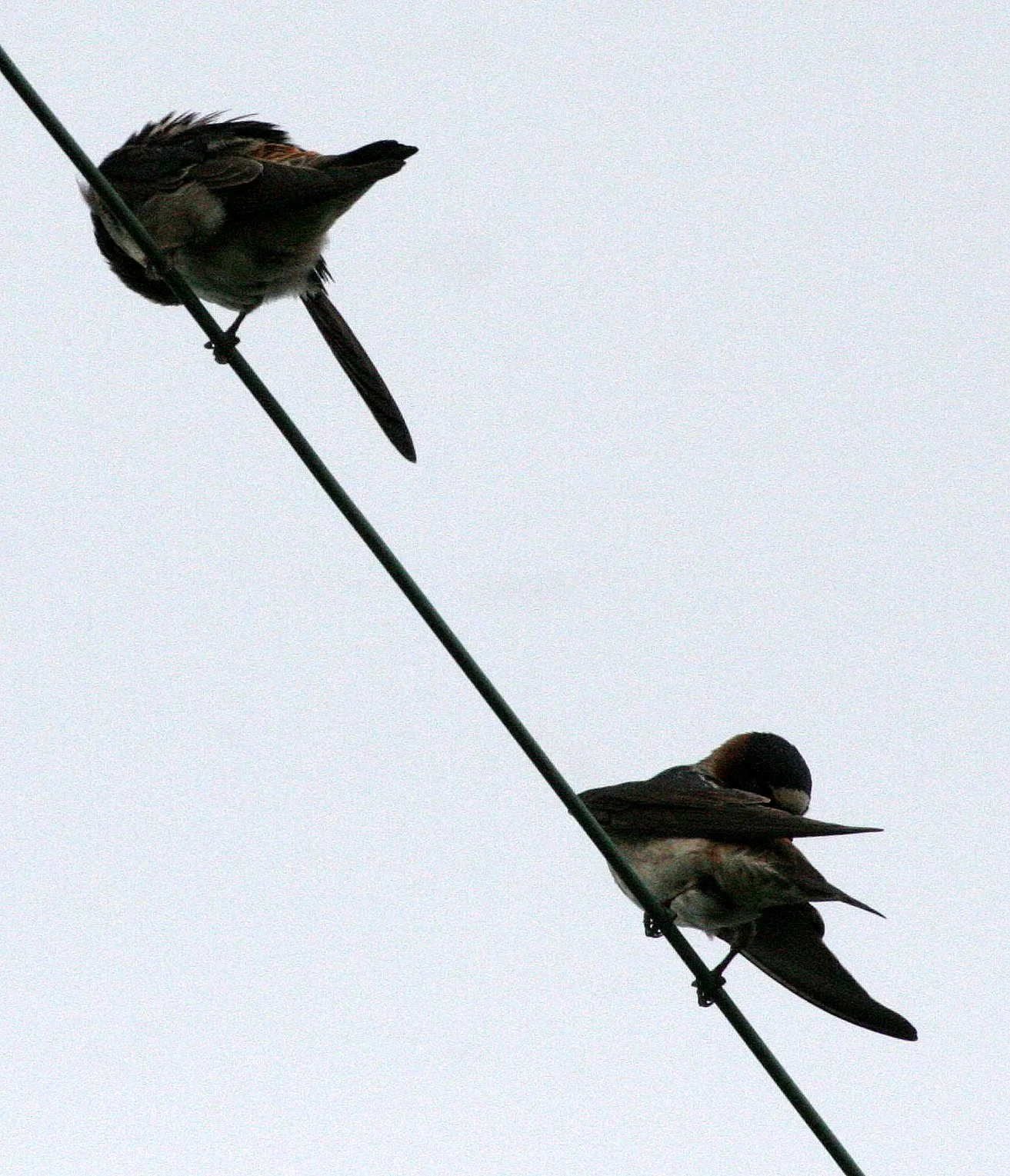 Cliff Swallow (Petrochelidon pyrrhonota) Jamestown Washington Olympic Peninsula (6).JPG