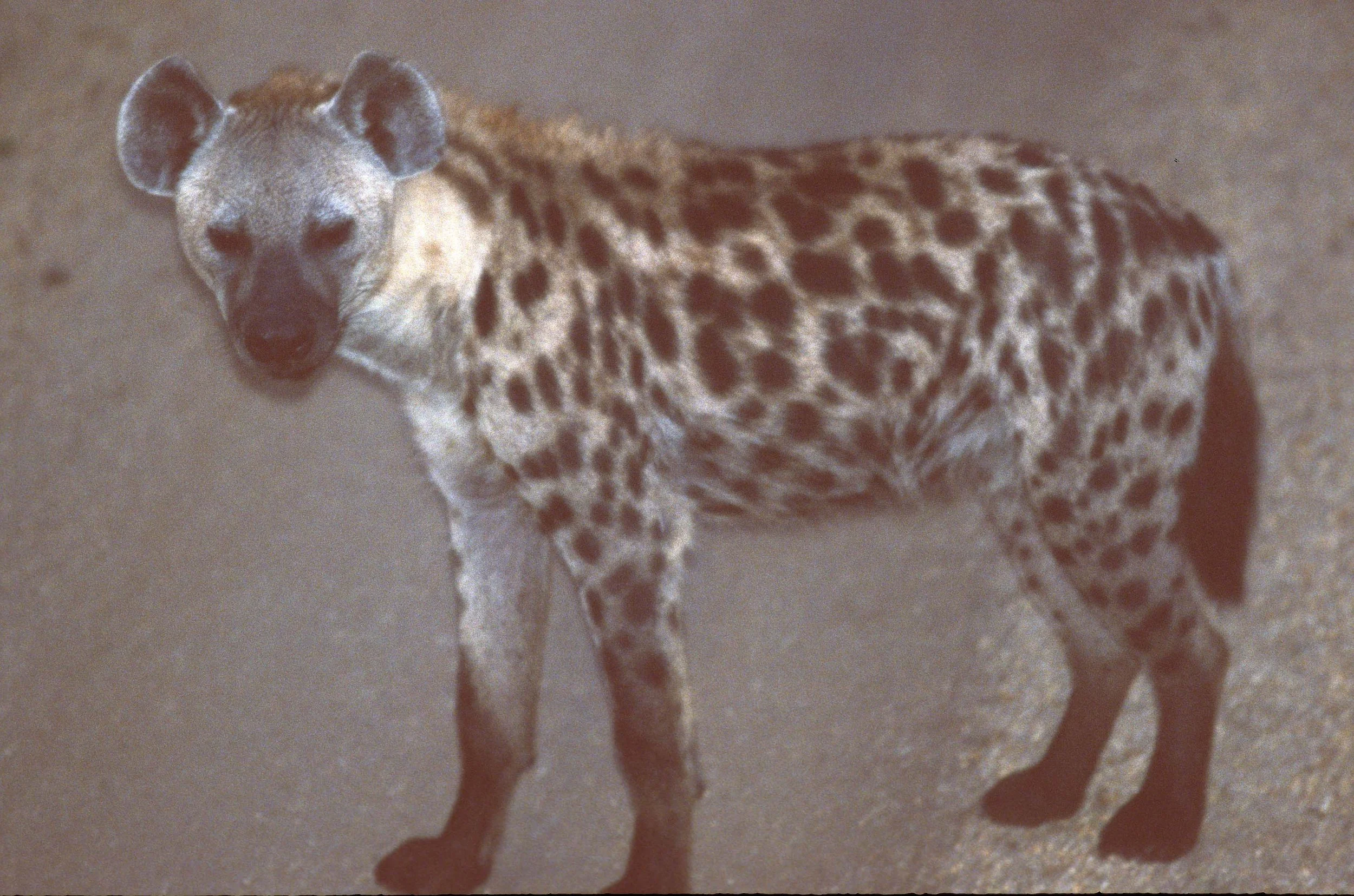 HYENA - SPOTTED - UGANDA 1.jpg