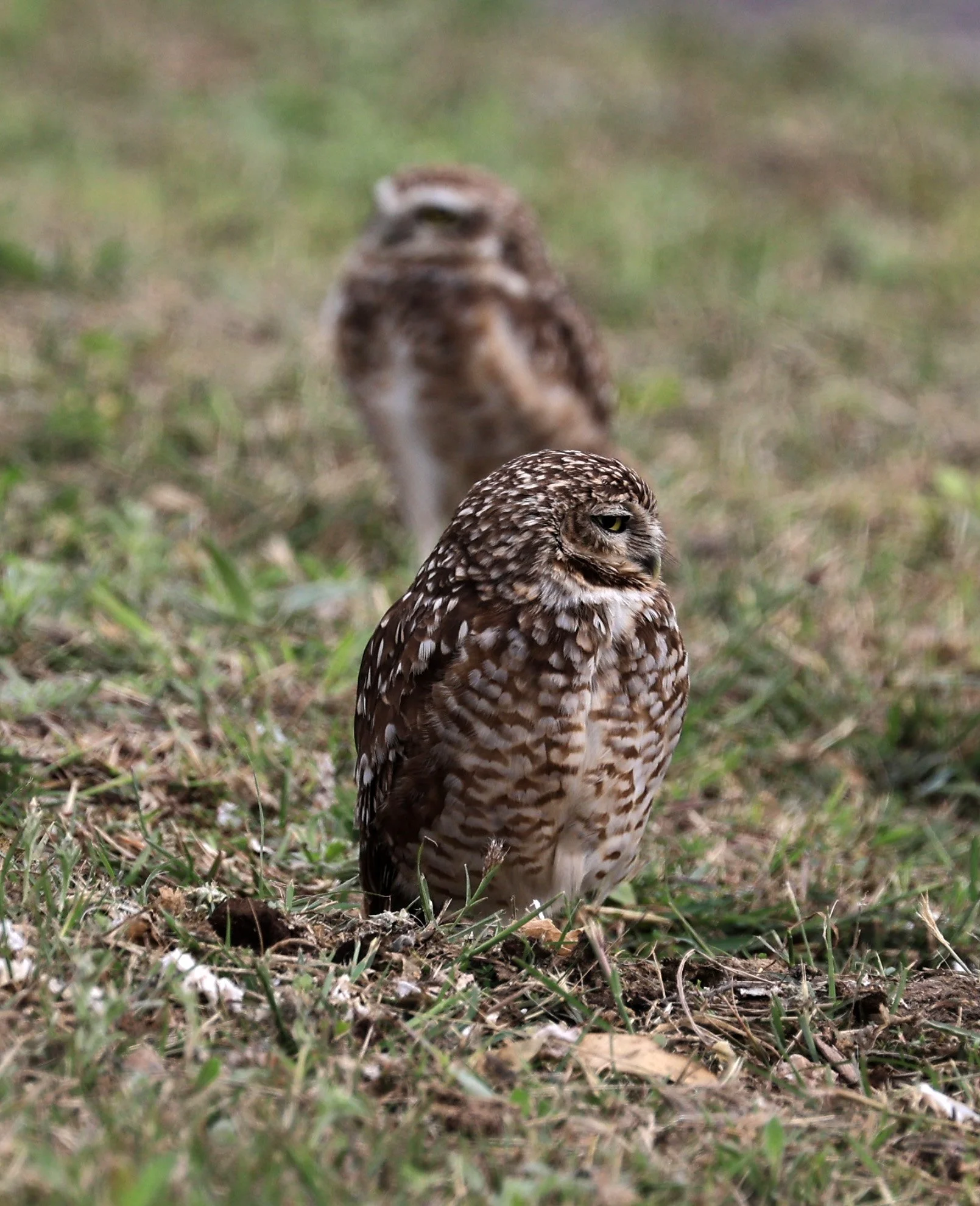 Burrowing Owl (Athene cunicularia) Aurora Chaquena near Neuland Mennonite Colony Paraguay (17).jpg