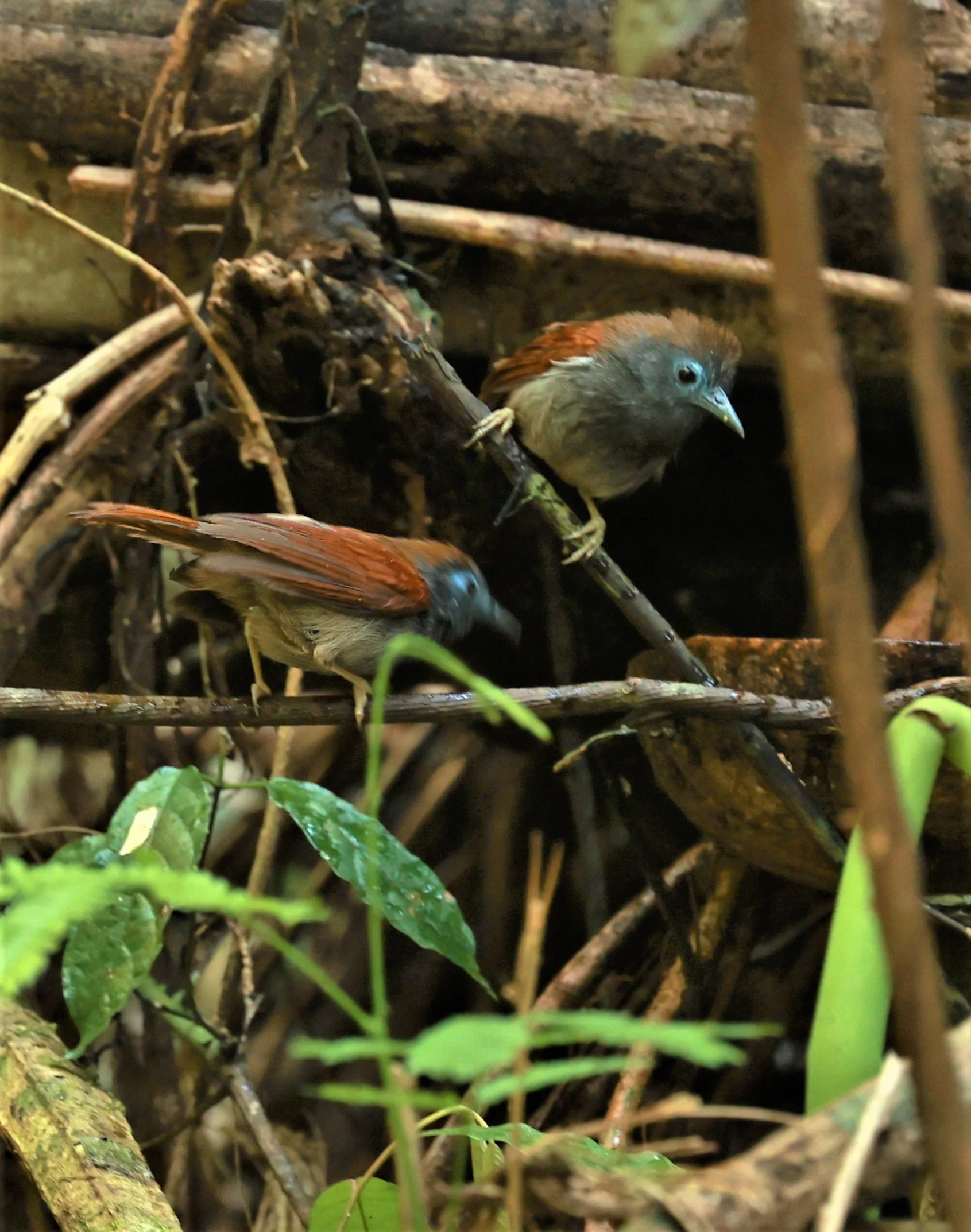 BABBLER - CHESTNUT-WINGED BABBLER - Cyanoderma erythropterum - KRUNG CHING, KHAO LUANG NATIONAL PARK, THAILAND APRIL 2023 (15).jpg