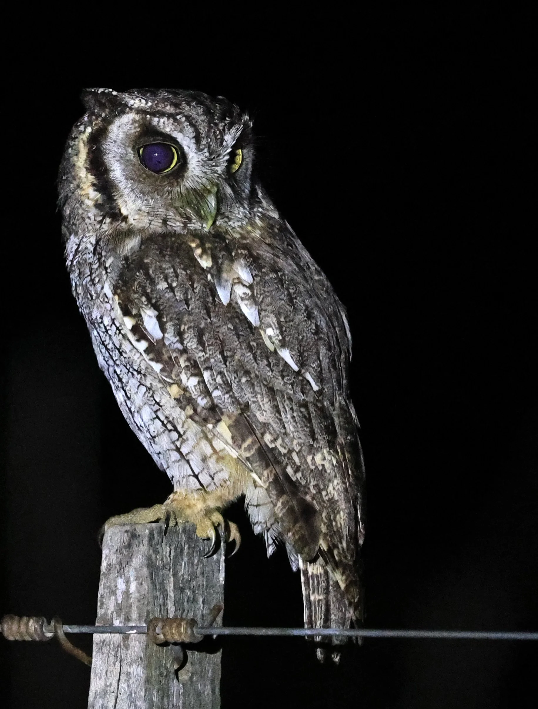 Tropical Screech-Owl (Megascops choliba) Hotel Campestre Iparoma Paraguay (34).jpg