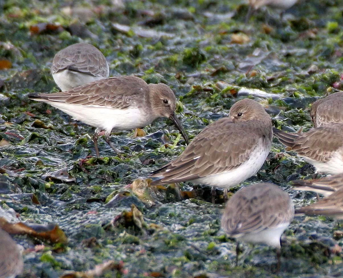 BIRD - DUNLINS - THREE CRABS (11).jpg