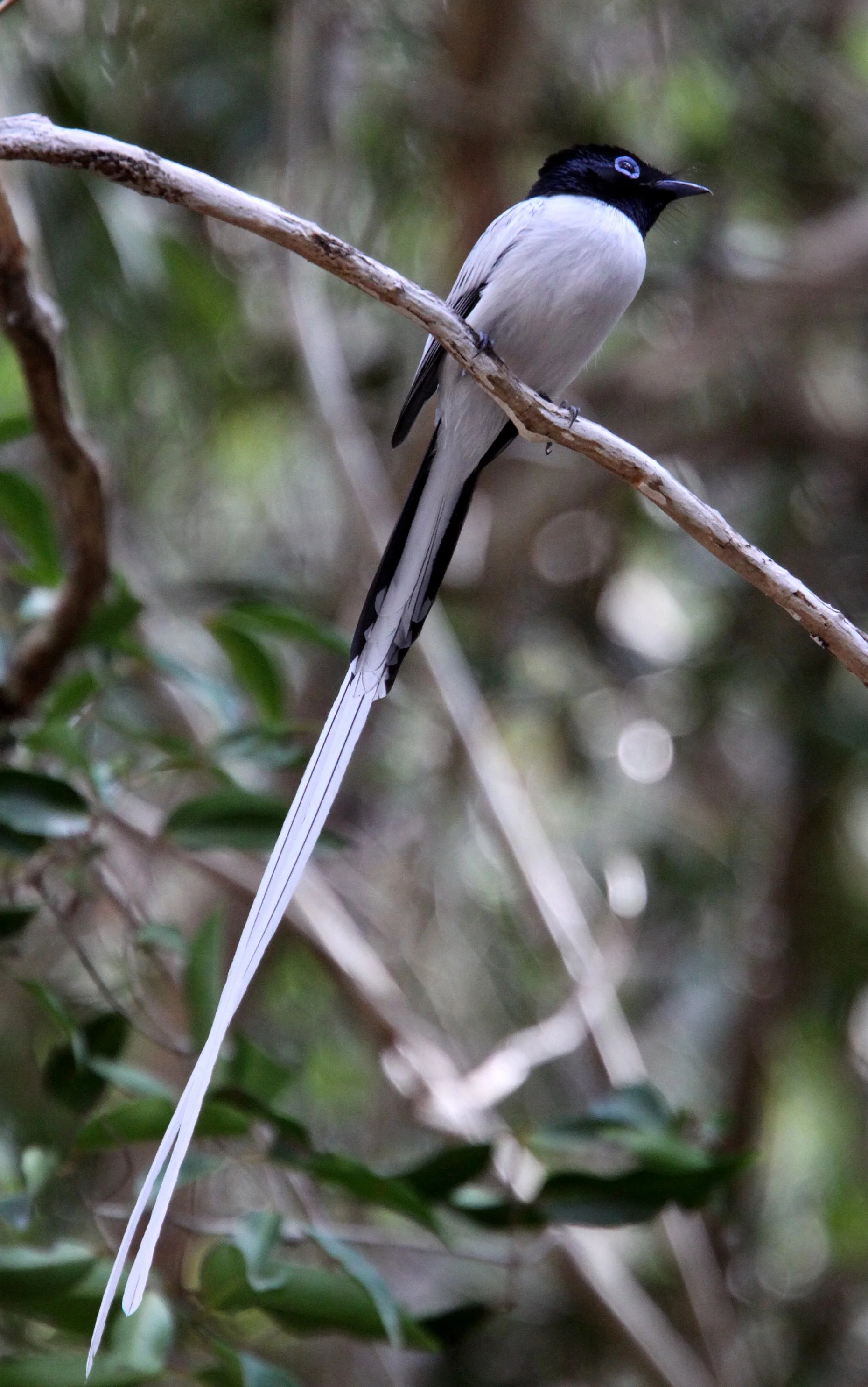 BIRD - FLYCATCHER - MADAGASCAR PARADISE FLYCATCHER - KIRINDY NATIONAL PARK - MADAGASCAR (9).JPG
