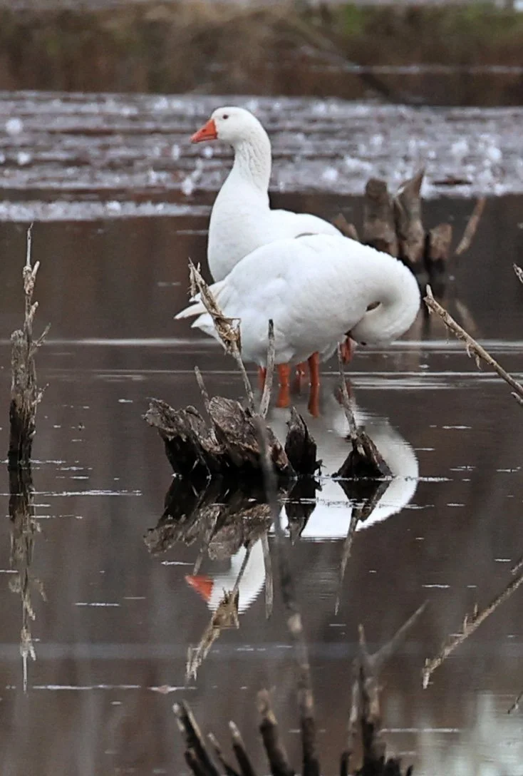 Emden or Embden breed of Domestic Goose - Lagunas del Ornitólogo, Trelew Argentina (1).jpg