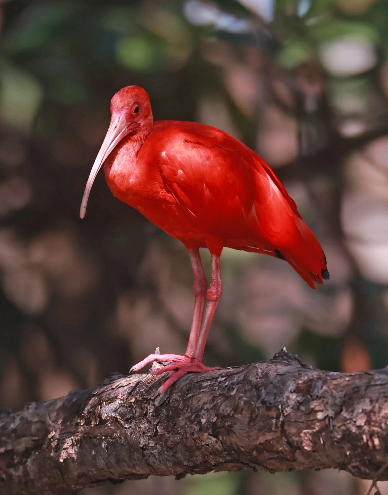 Ibis - Scarlet Ibis - Eudocimus ruber - 29 Songkaow Cafe, Chachoengsao Thailand (234).jpg