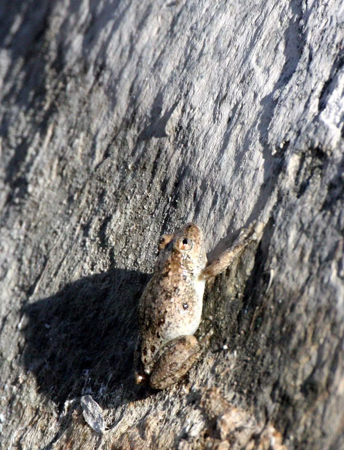 AMPHIBIAN - FROG - TOAD - SPADEFOOT TOAD - COUCHES SPADEFOOT TOAD - SCAPHIOPUS COUCHII - CATAVINA DESERT BAJA MEXICO (7).JPG