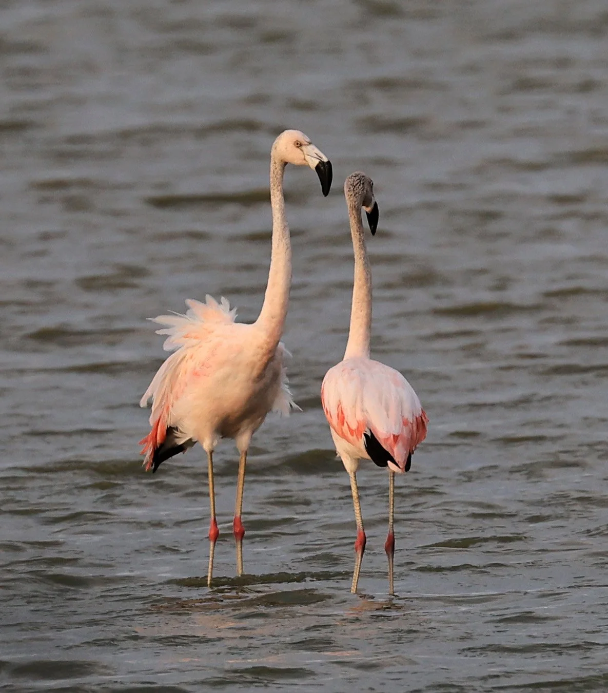 Chilean Flamingo (Phoenicopterus chilensis) Chaco Lodge & Laguna Salada Paraguay (66).jpg