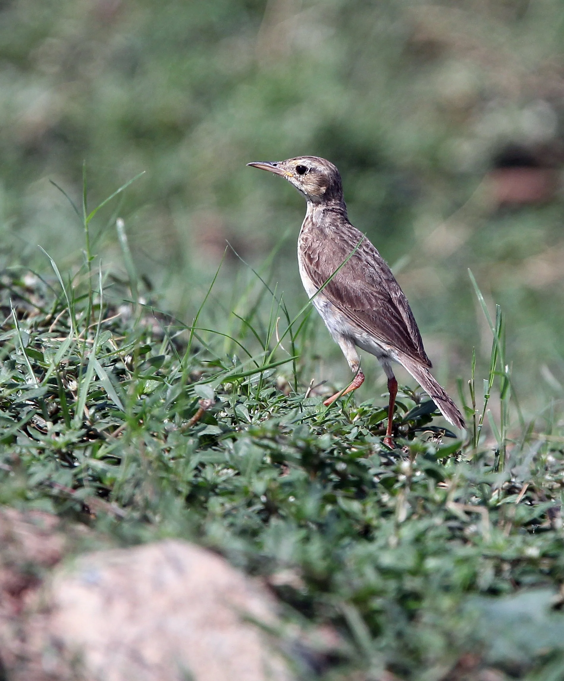 Paddyfield Pipit (Anthus rufulus) KOH LANTA THAILAND - SUMMER 2015 (33).JPG