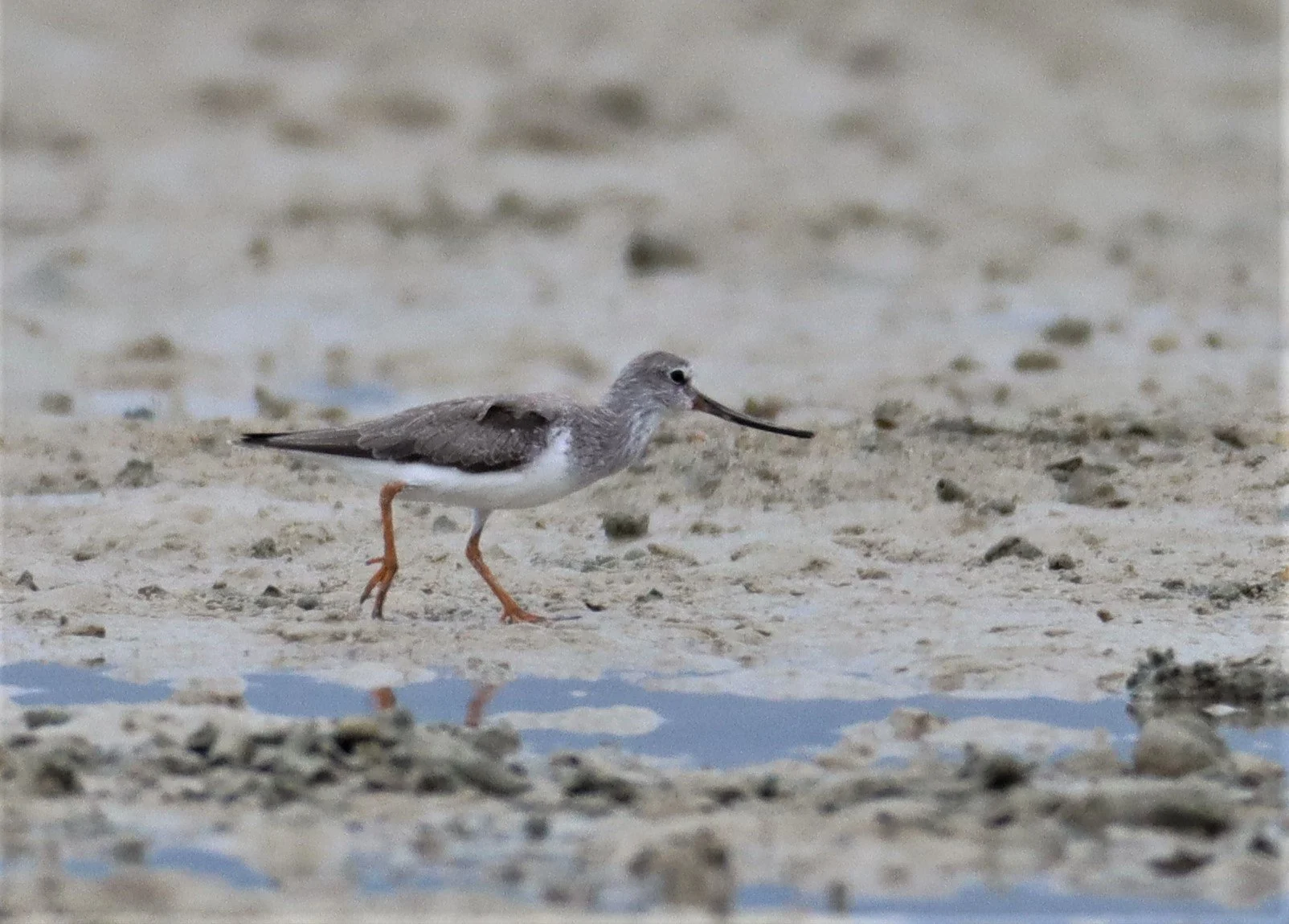 SANDPIPER - TEREK SANDPIPER - Xenus cinereus - LAEM PAKARAM PHANG NGA (8).jpg