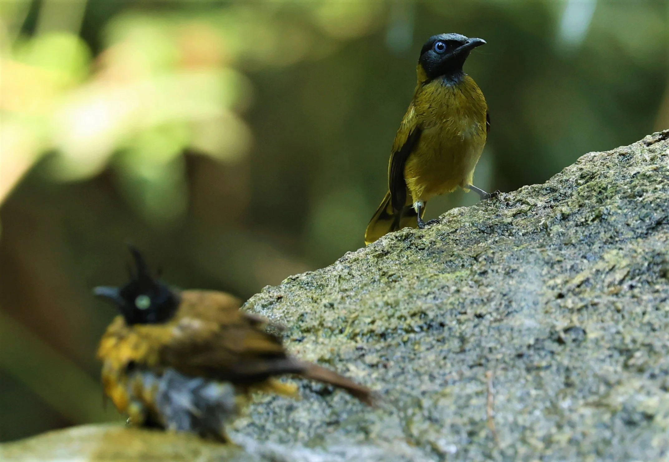 BULBUL - BLACK HEADED BULBUL - Pycnonotus atriceps - WAT THAM PRATHUM CHONBURI JAN 30 2022 (11).jpg