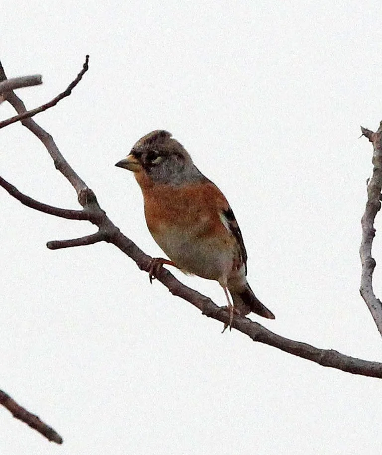 Brambling (Fringilla montifringilla) Poyang Lake, Jiangxi Province, China (6).JPG