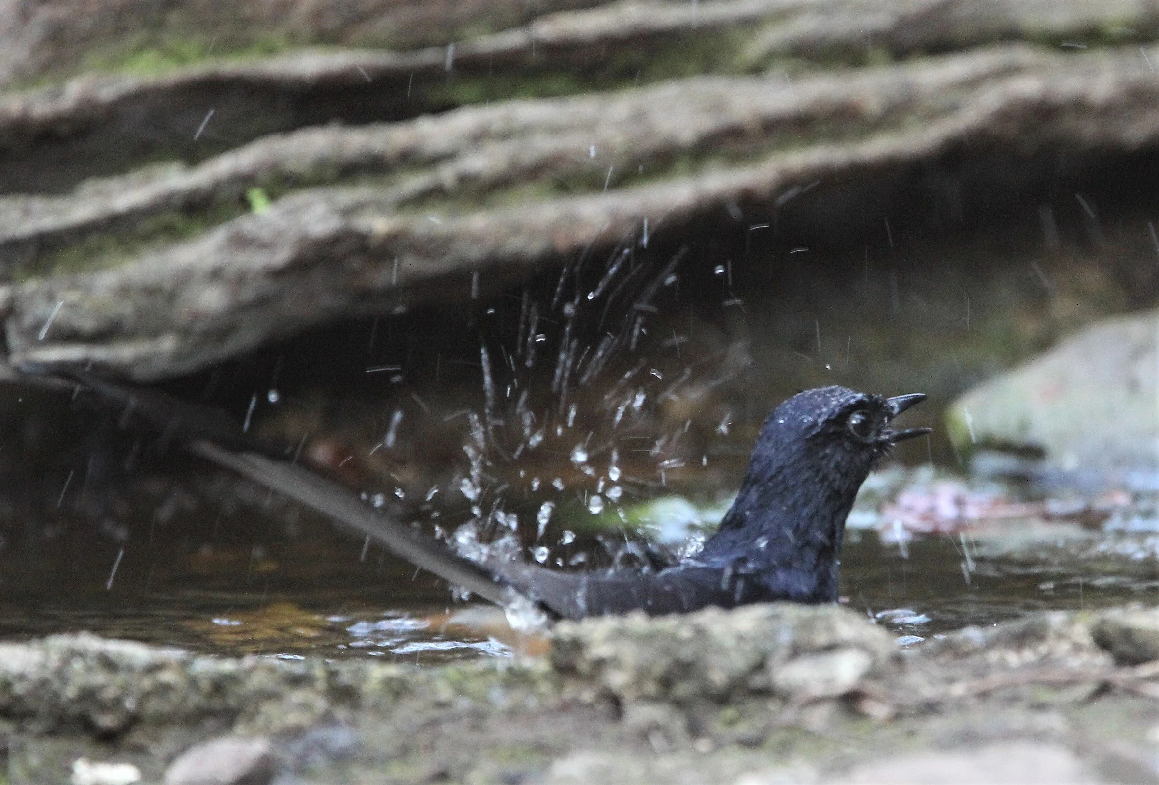 SHAMA - WHITE-RUMPED SHAMA - LUNG SIN HIDE KAENG KRACHAN G.jpg