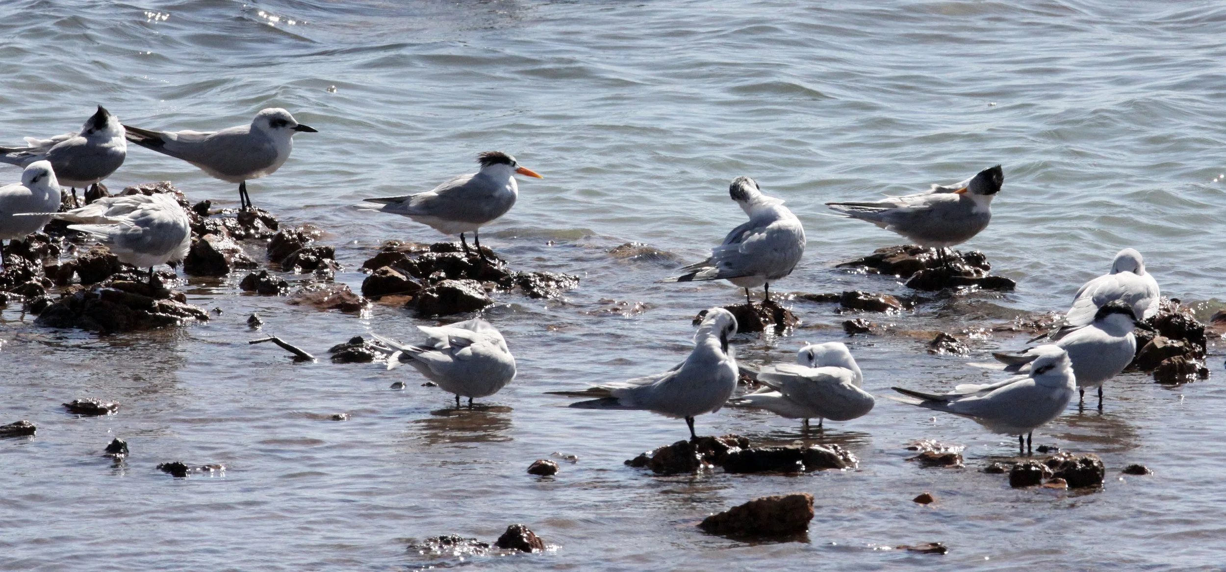BIRD - TERN - LESSER CRESTED TERNS WITH GULL-BILLED AND CASPIAN TERNS - SOMCHAT GUJARAT INDIA (3).JPG