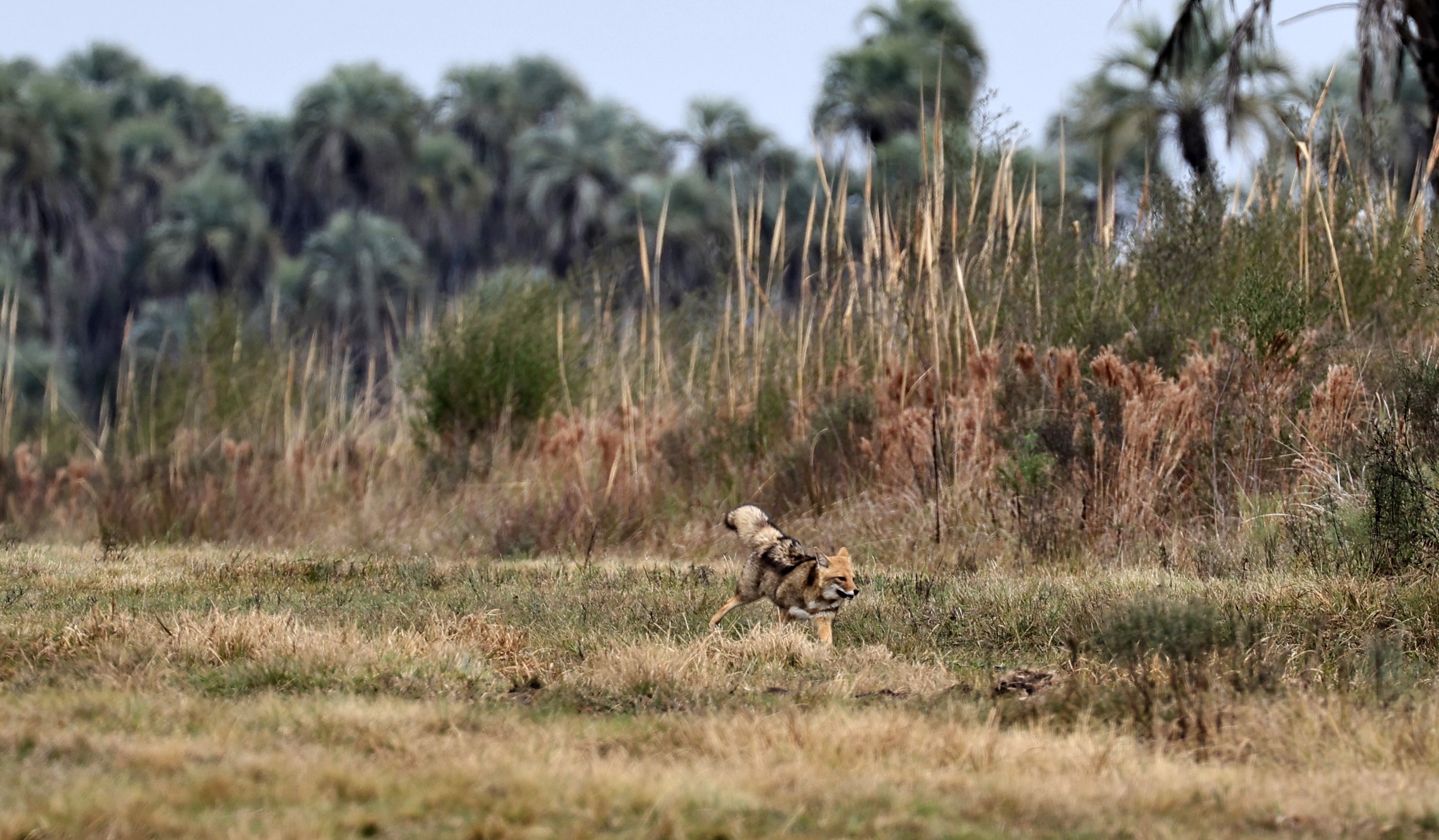 Pampas Fox (Lycalopex gymnocercus) El Palmar National Park, Entre Rios, Argentina (79).jpg