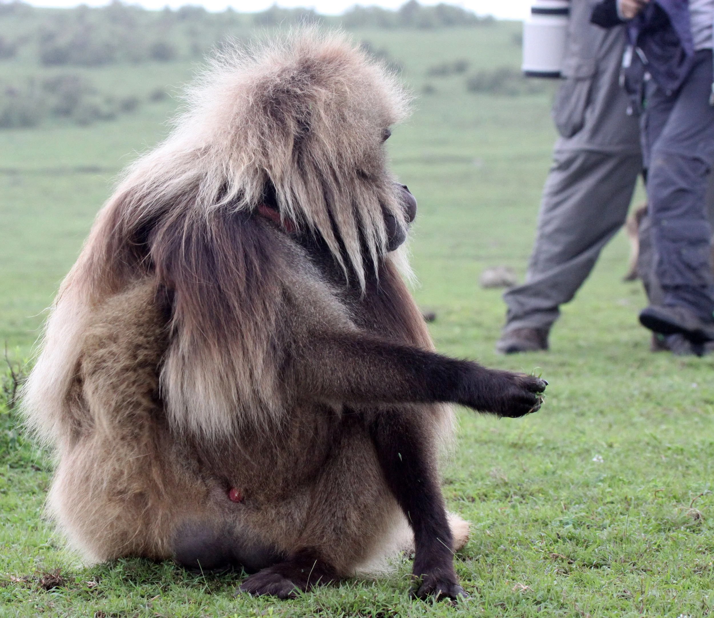 CERCOPITHECIDAE - Theropithecus gelada - GELADA - SIMIEN MOUNTAINS NATIONAL PARK ETHIOPIA (1543).JPG