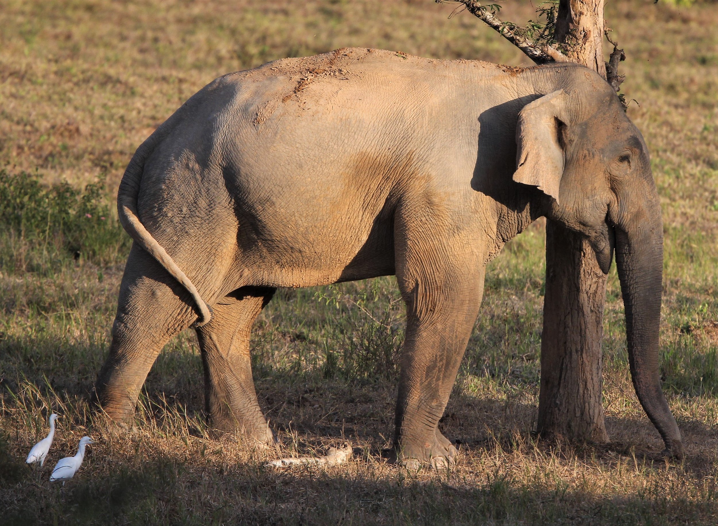 Perhaps the only location in Thailand to have a nearly guaranteed chance to see an Asian Elephant (Elephas maximus indicus) in Thailand is Kui Buri National Park.
