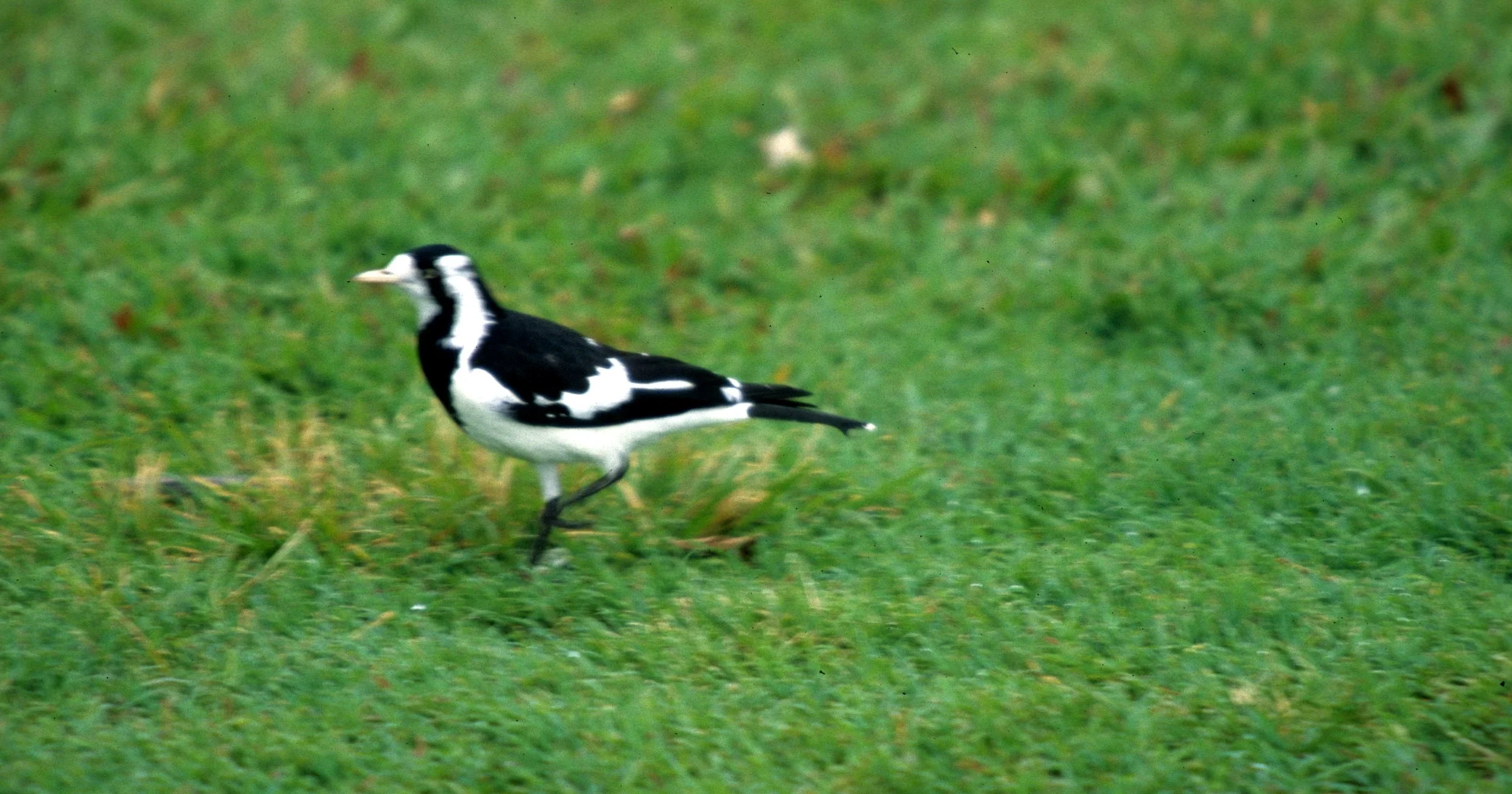 BIRD - LARK - MAGPIE LARK - DAINTREE RAINFOREST AUSTRALIA.jpg