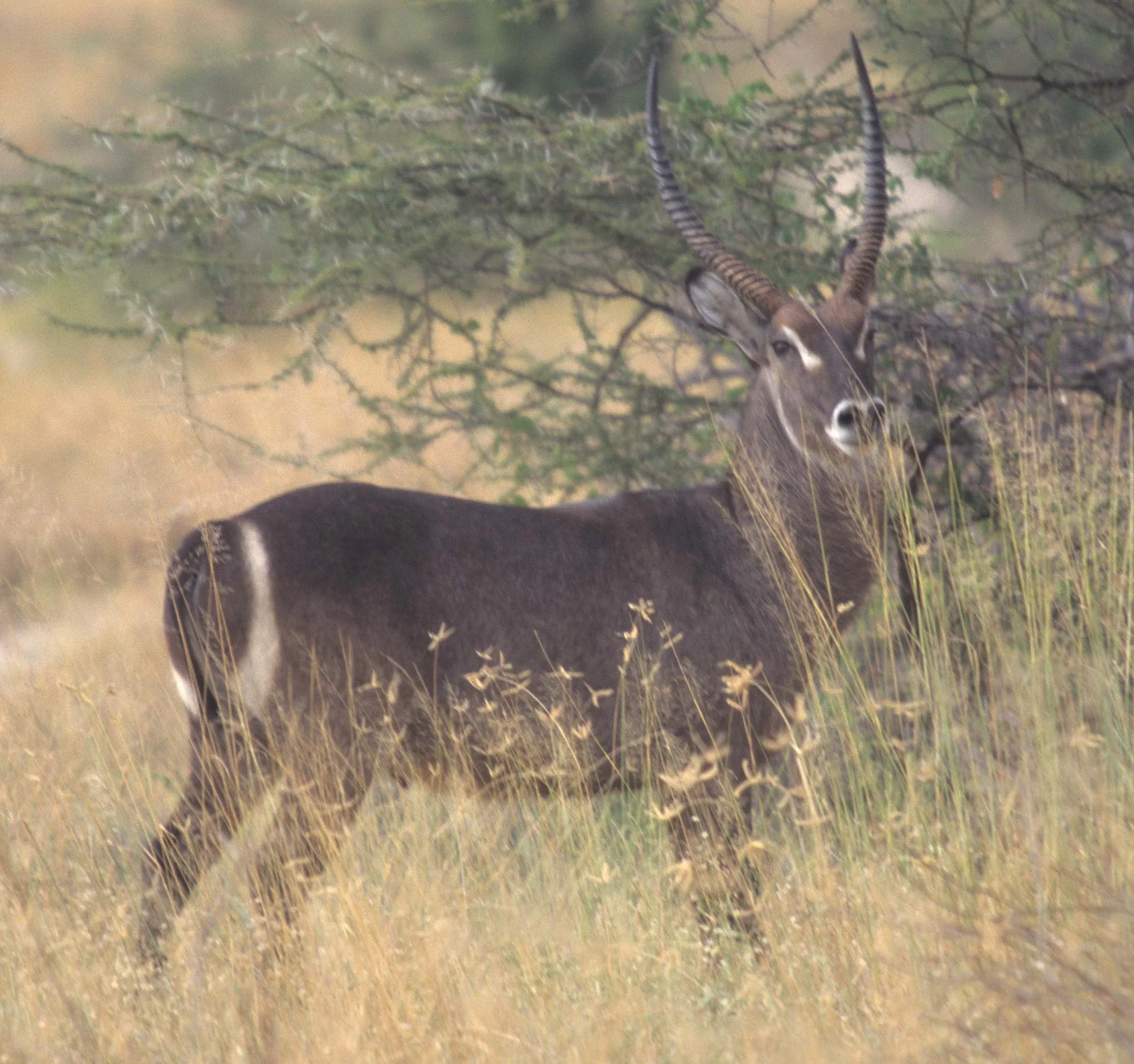 BOVID - WATERBUCK - COMMON - SHABA (2).jpg