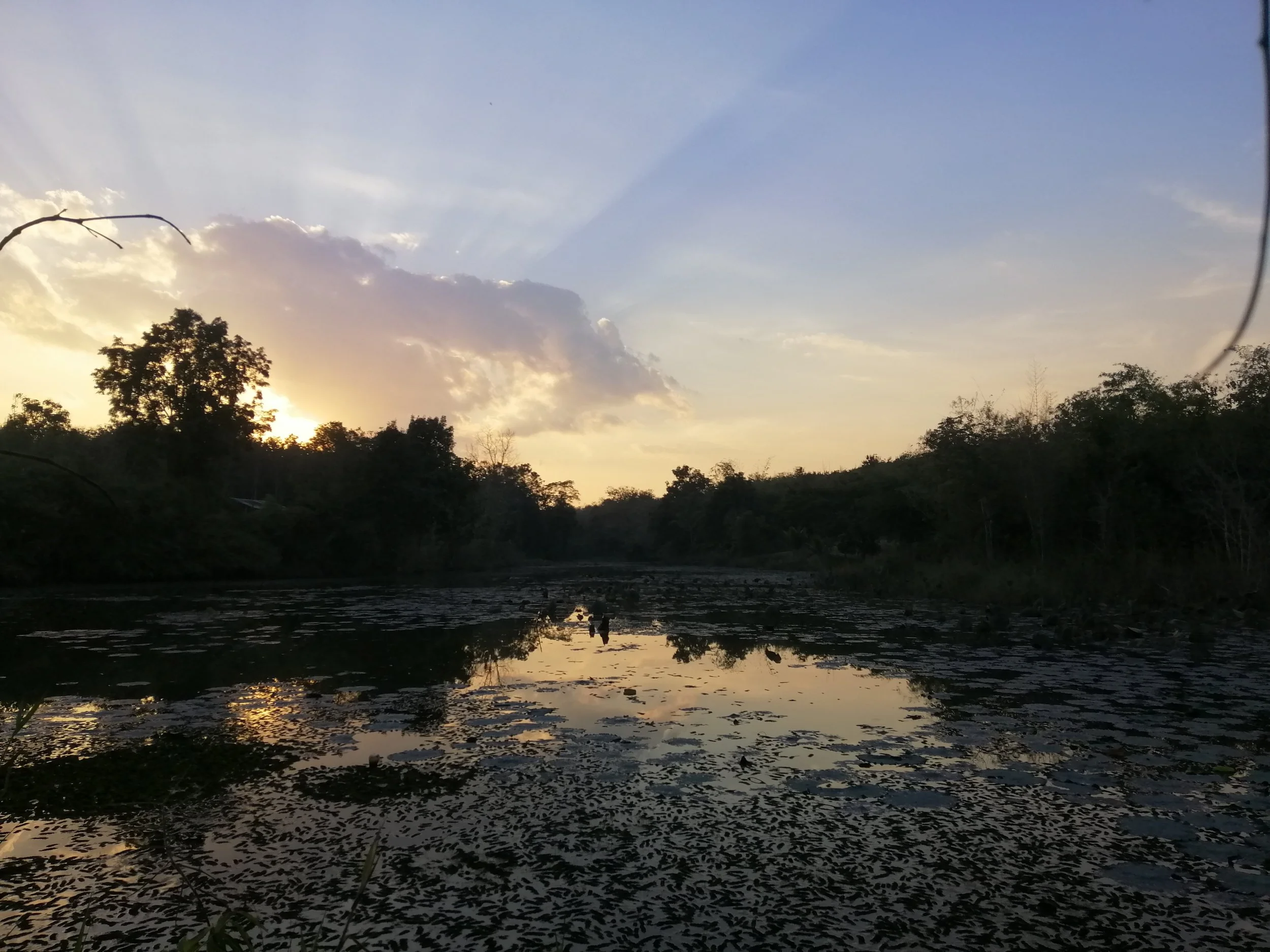 Ngao - our pond