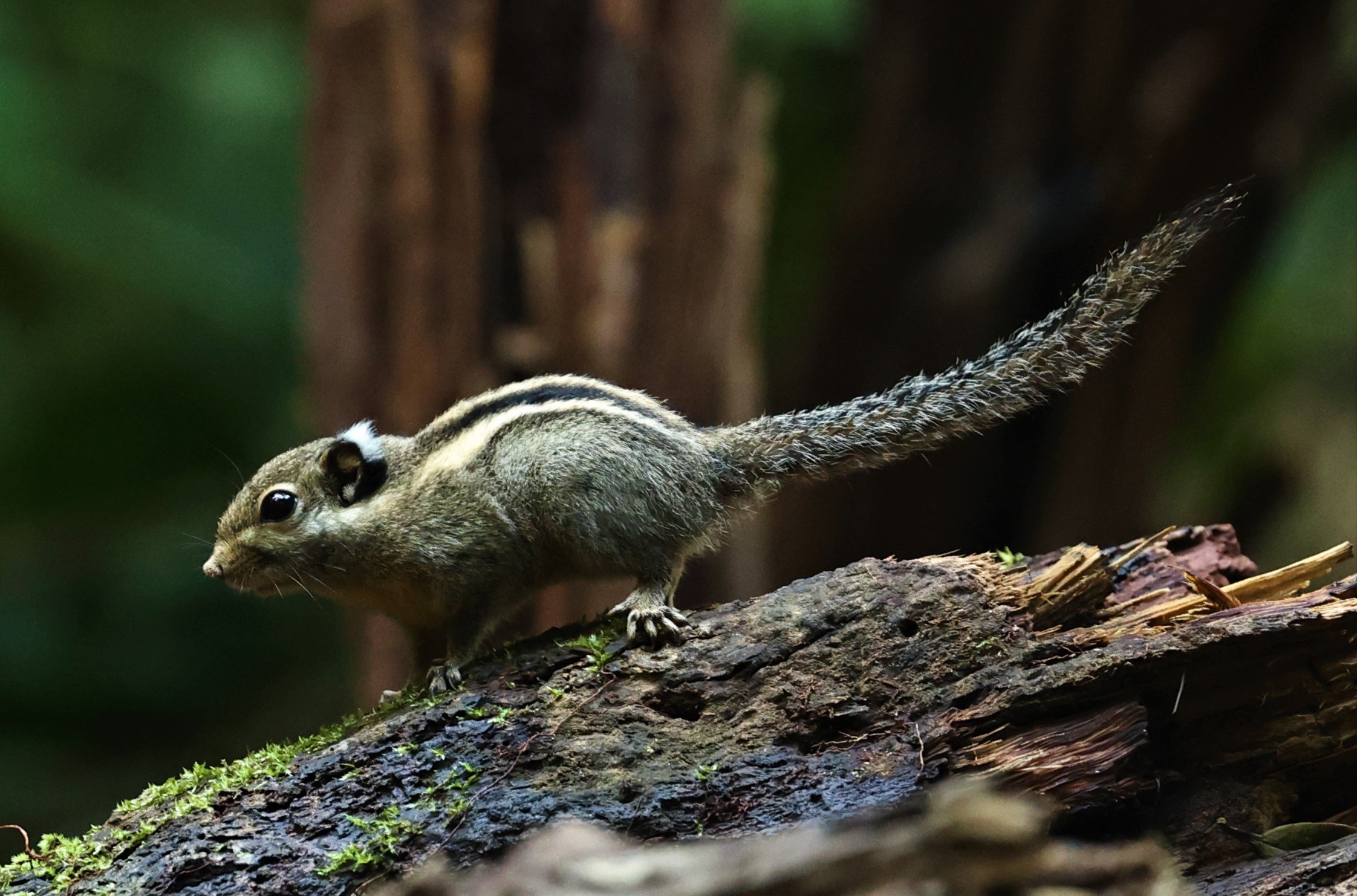 Tamiops mcclellandii - HIMALAYAN STRIPED SQUIRREL - BUKIT TINGGI MALAYSIA JUNE 2022 (20).jpg