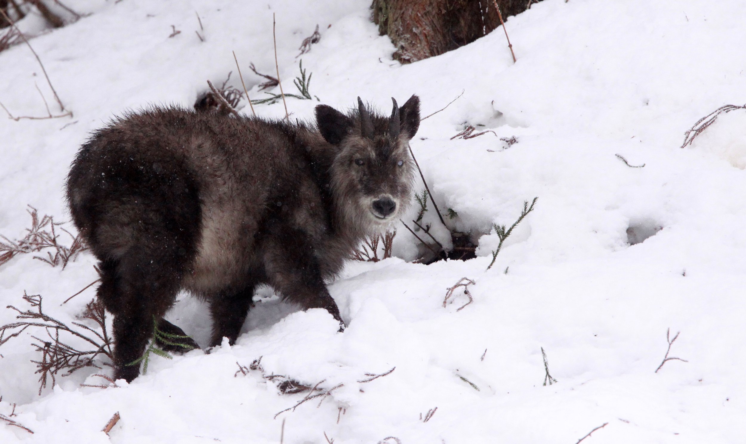 SEROW - JAPANESE SEROW - Capricornis crispus - JIGOKUDANI ONSEN NAGANO PREFECTURE JAPAN (40).JPG