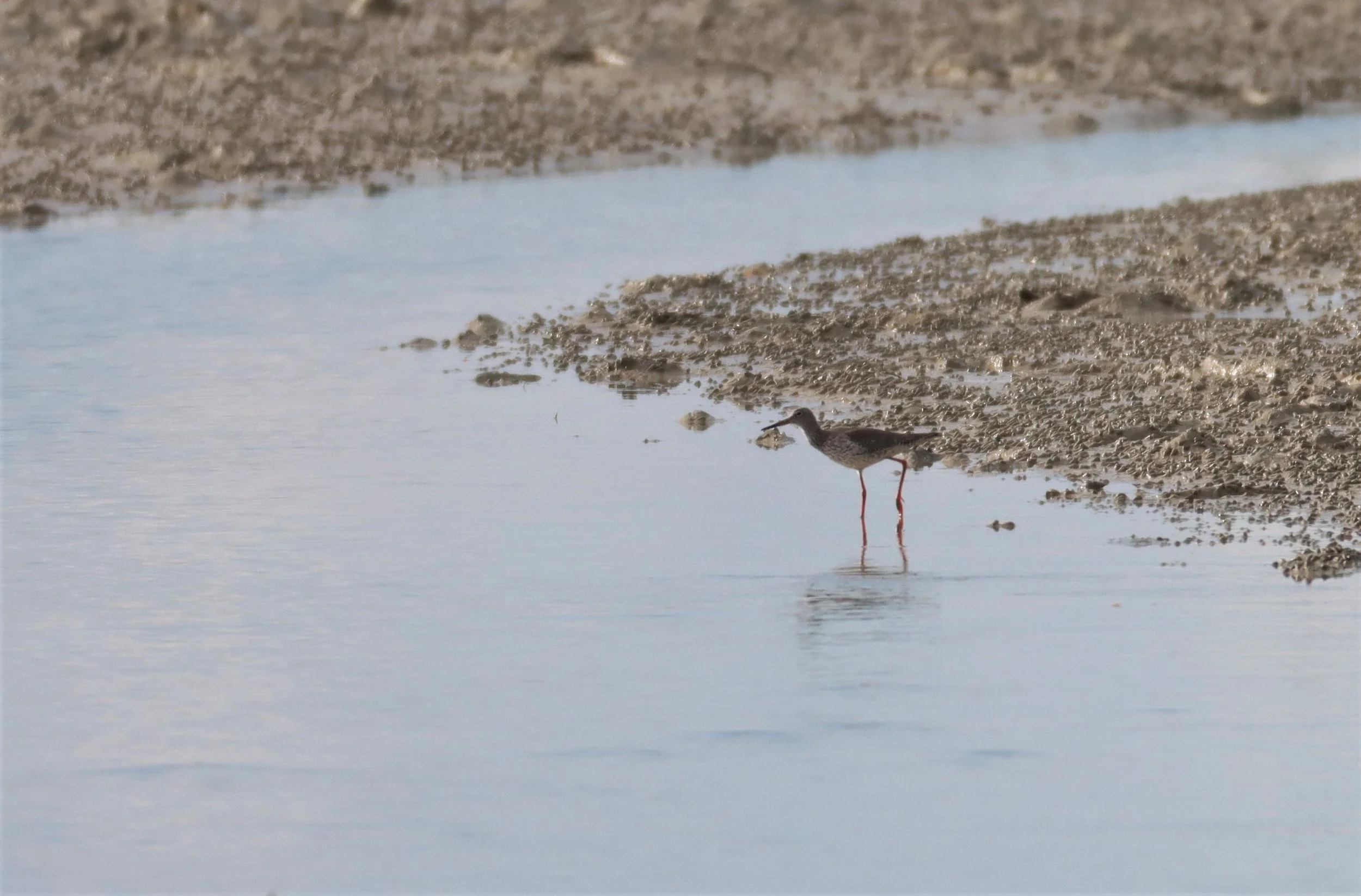 REDSHANK - COMMON REDSHANK - Tringa totanus - LAEM PAKARAM PHANG NGA PROVINCE (1).jpg