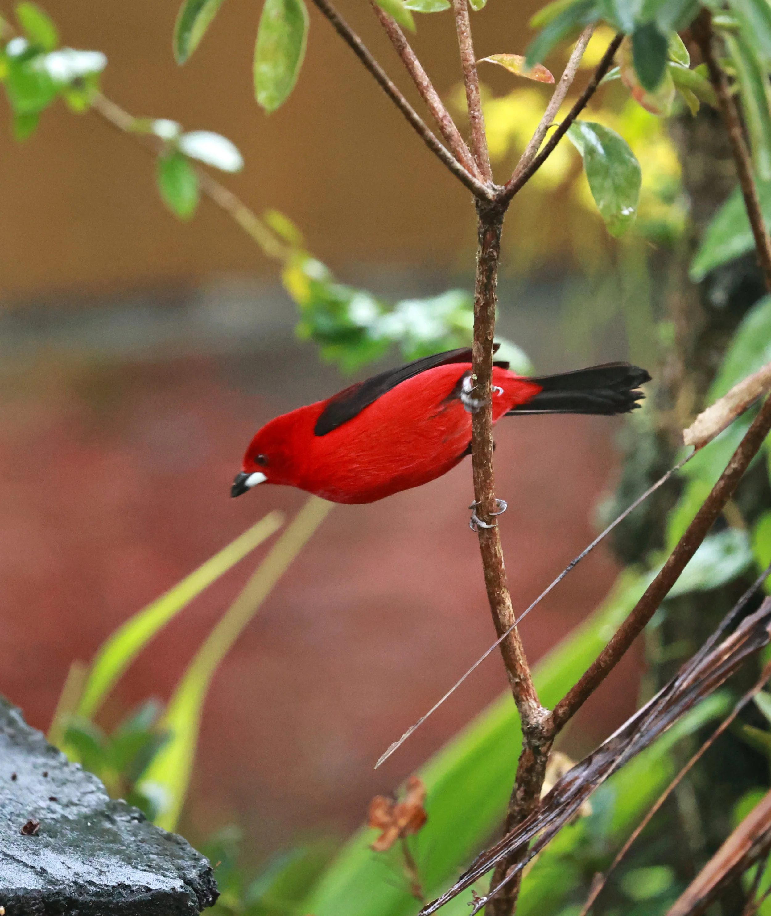 Brazilian Tanager (Ramphocelus bresilia) Superagui National Park, Brazil  (2).jpg