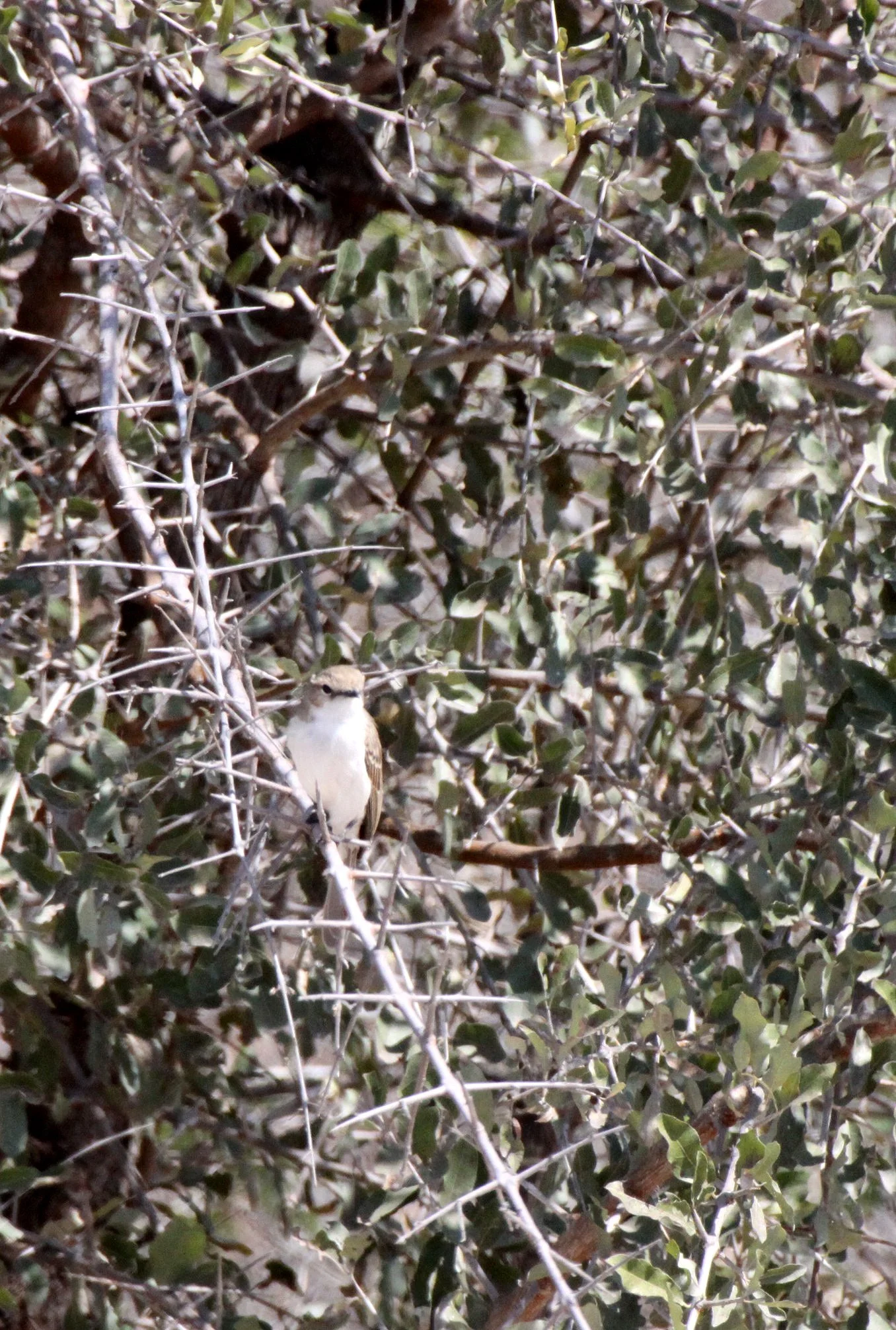 BIRD - FLYCATCHER - MARICO FLYCATHER - BRADORNIS MARIQUENSIS - NAMIBIA - CAPRIVI STRIP.JPG