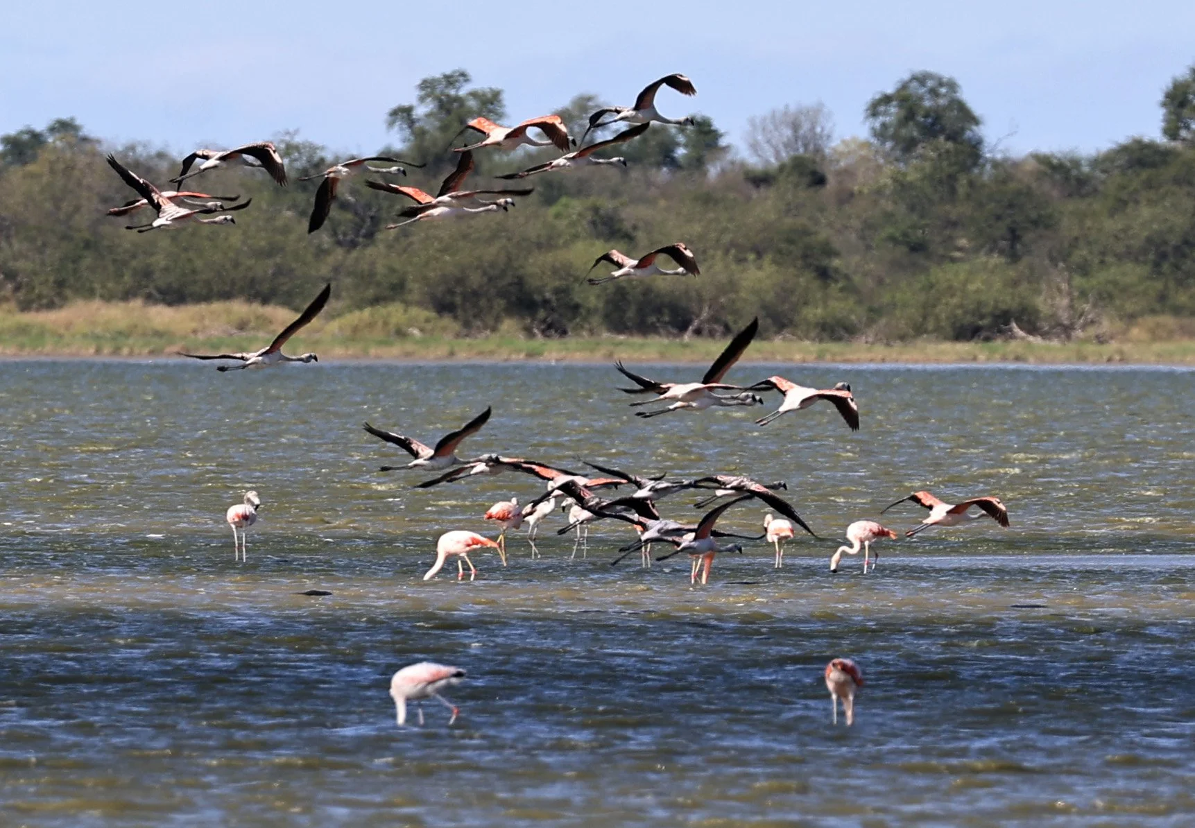 Chilean Flamingo (Phoenicopterus chilensis) Chaco Lodge & Laguna Salada Paraguay (98).jpg
