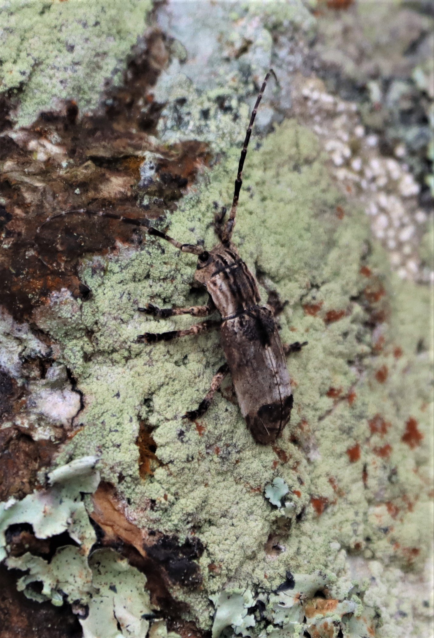 Cerambycid species in subfamily Lamiinae
